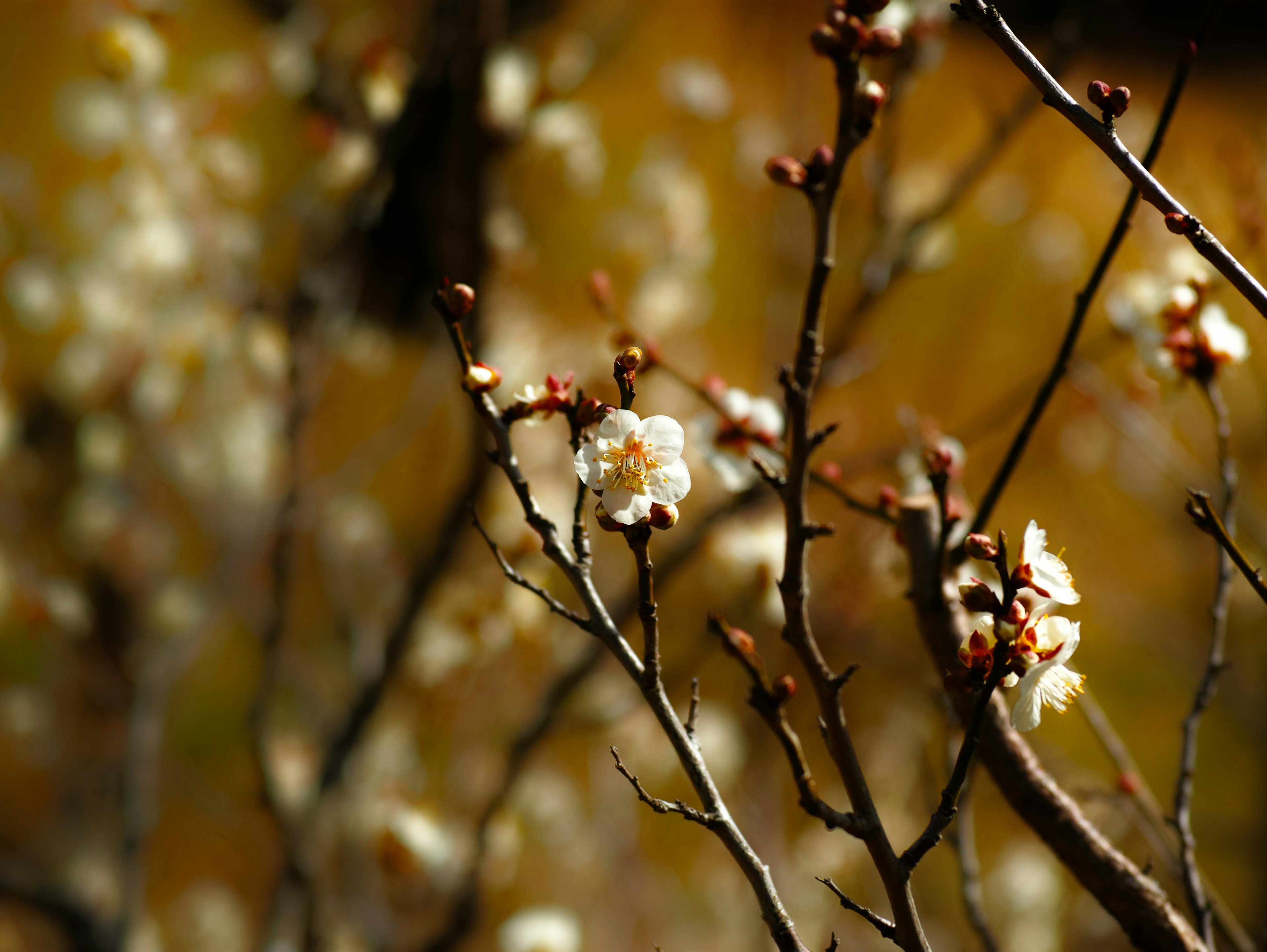 Close-up of branches with white flowers blurred background