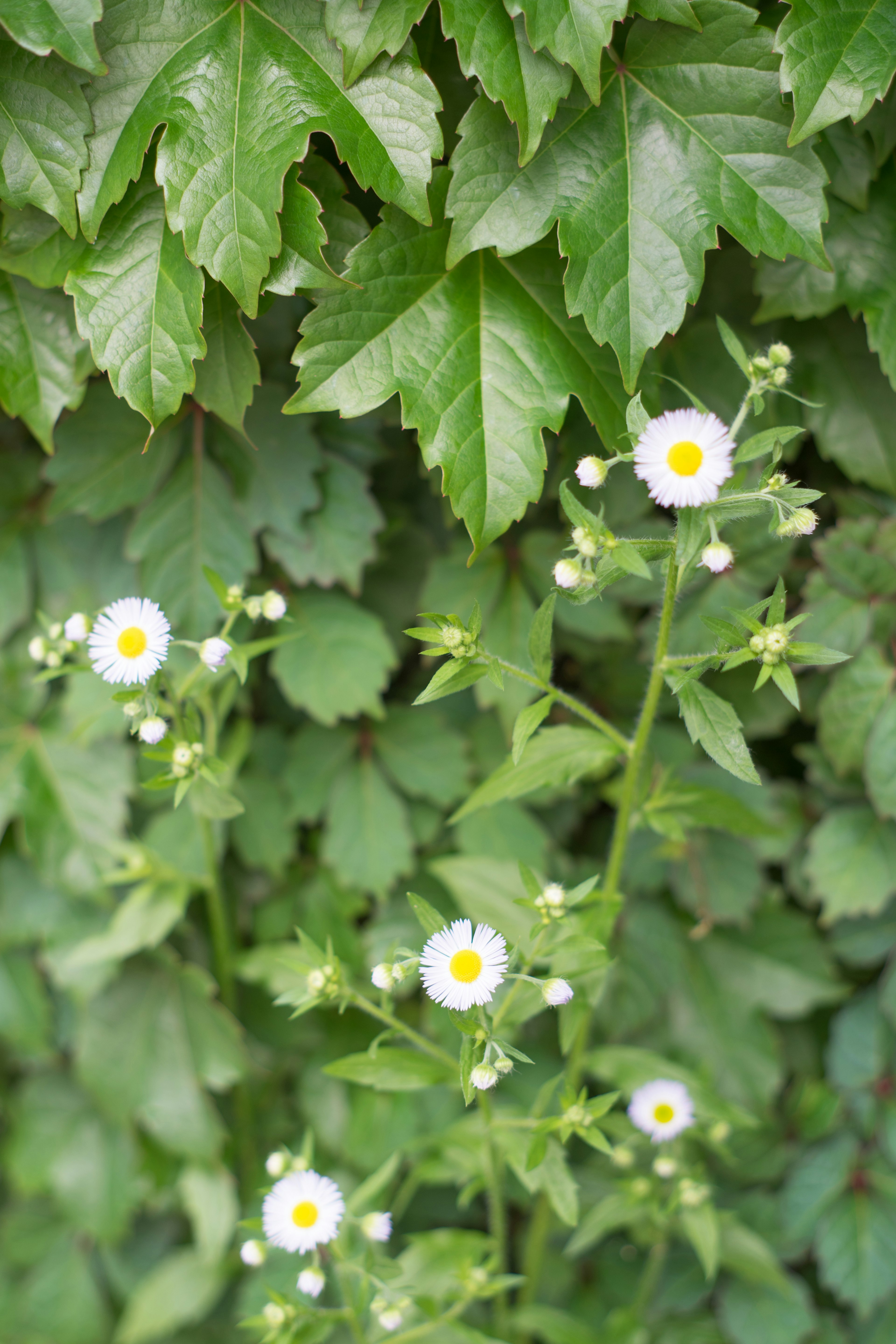 Immagine di fiori bianchi che sbocciano su uno sfondo di foglie verdi