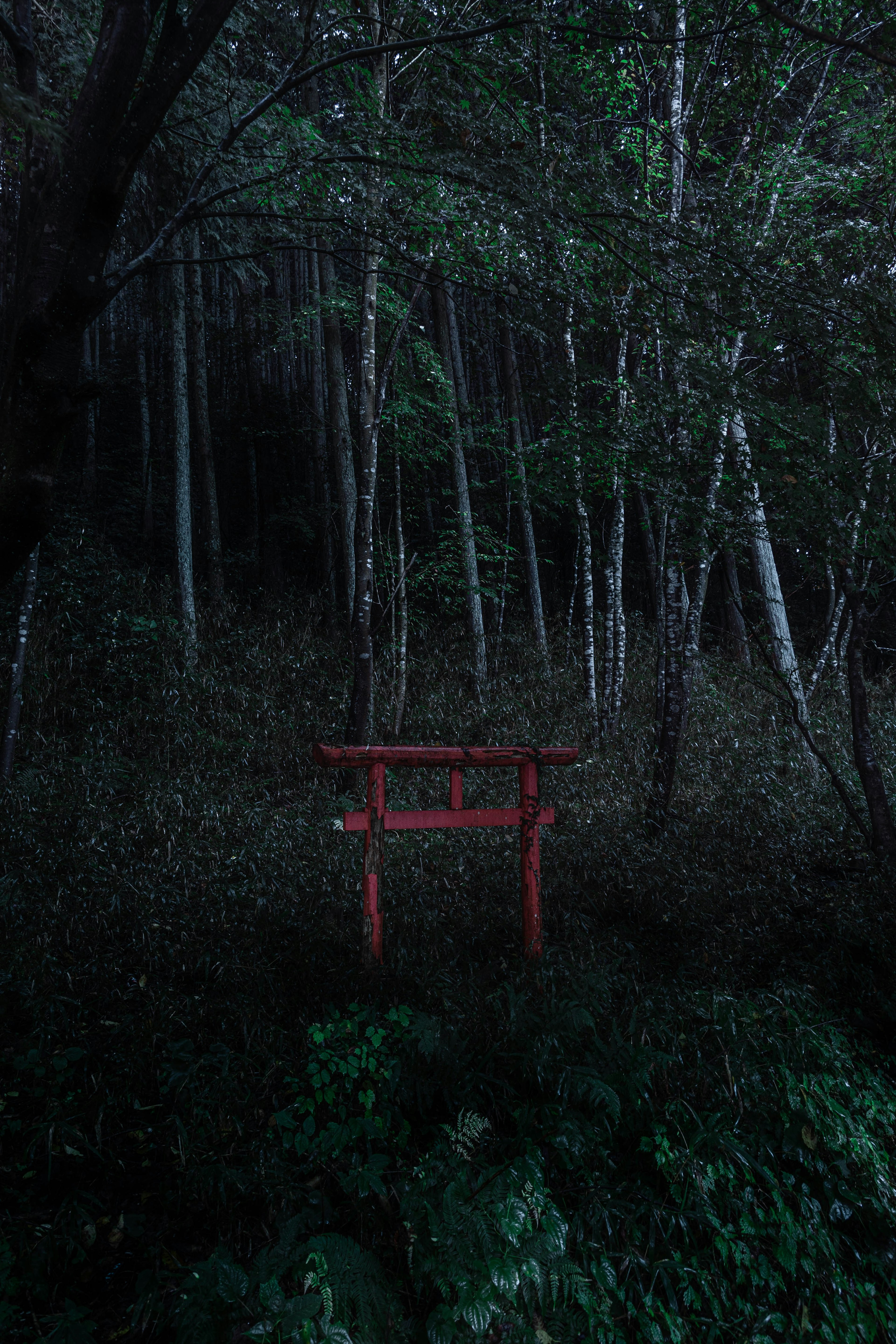 暗い森の中に立つ赤い鳥居