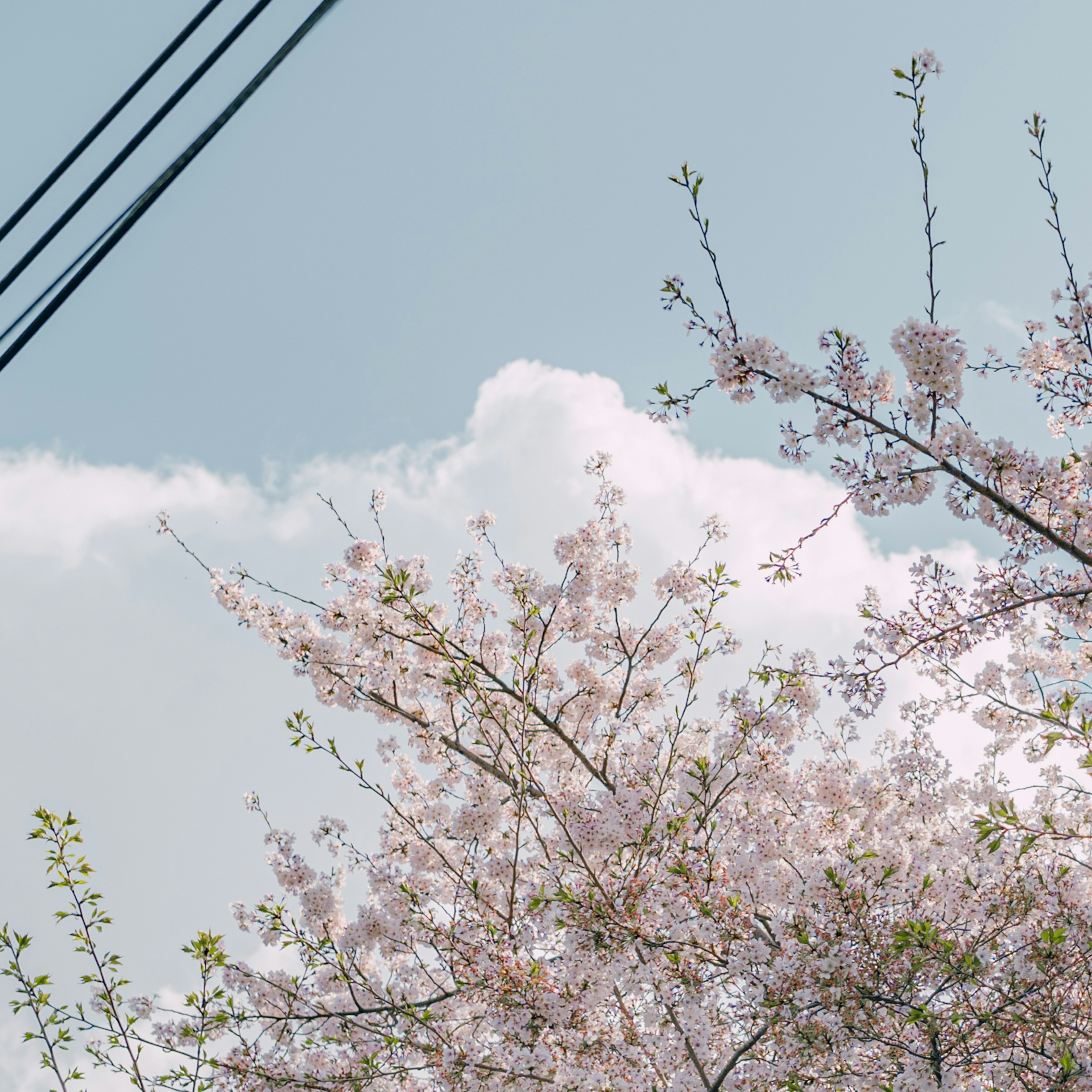 Kirschblüten blühen unter einem blauen Himmel mit Stromleitungen