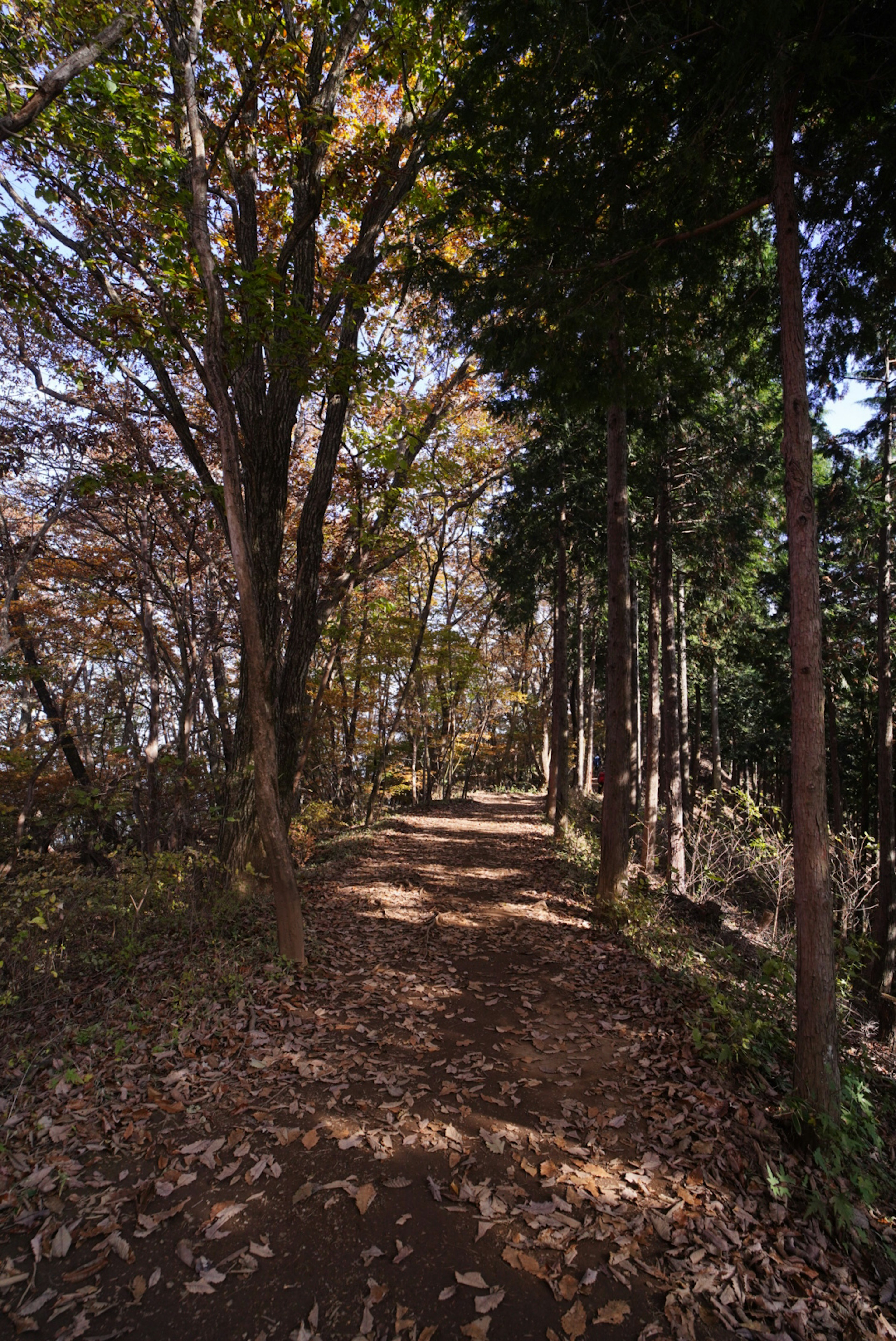 Un sendero forestal serpenteante bordeado de follaje de otoño