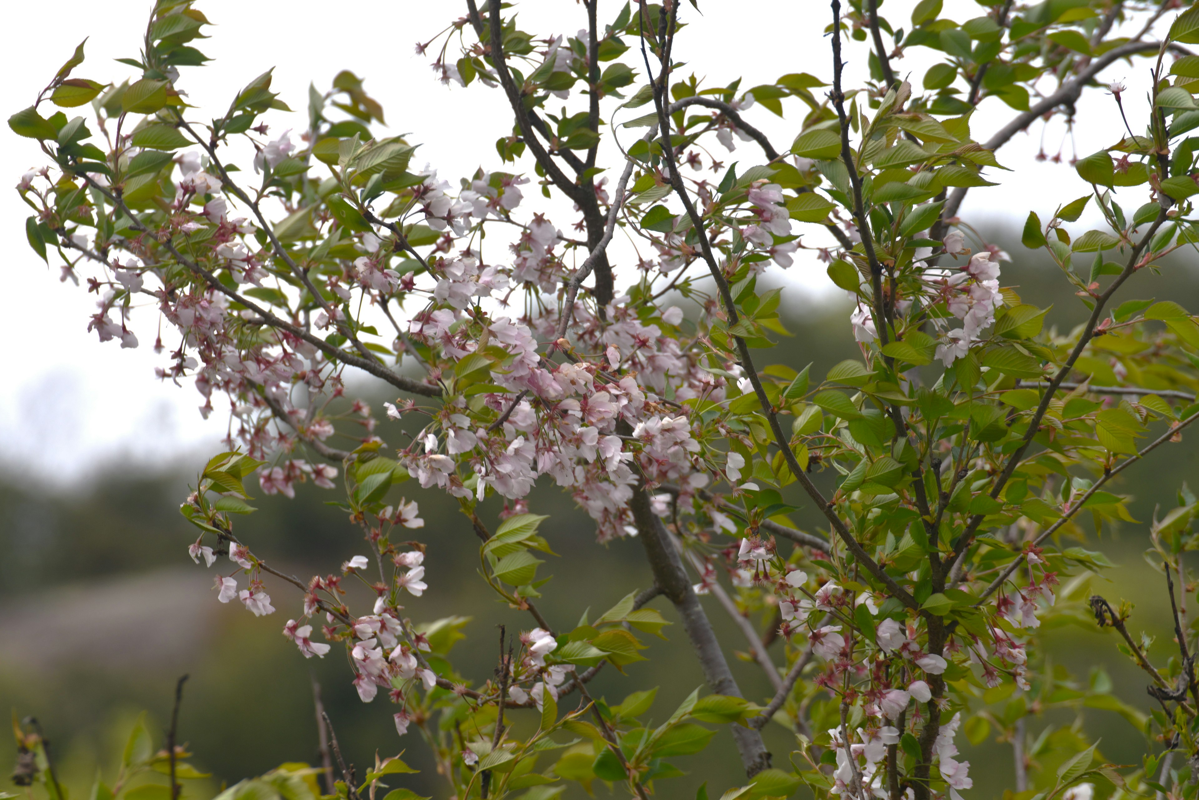 薄いピンクの花が咲く枝と緑の葉が特徴的な木の画像