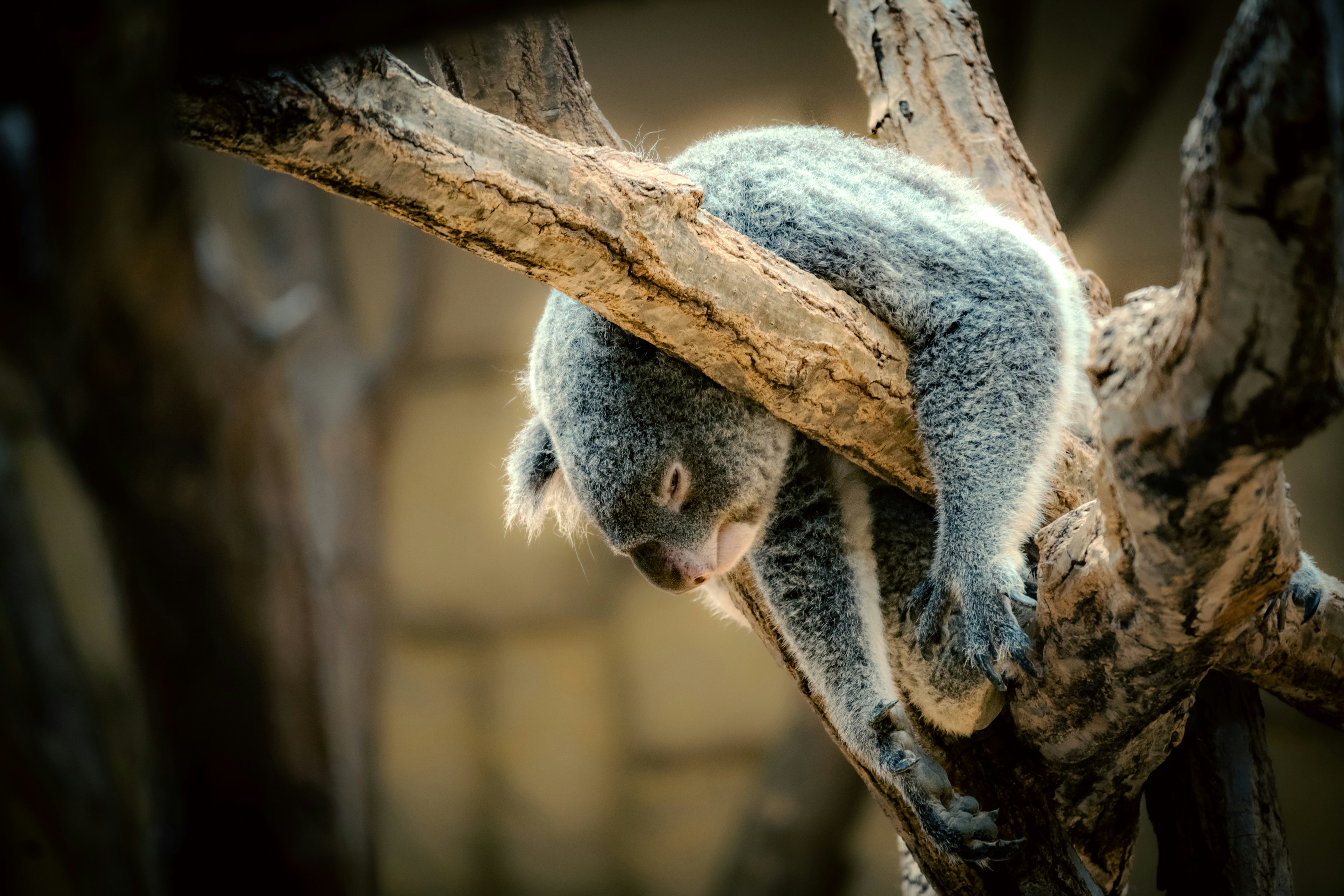 Koala suspendu à une branche d'arbre montrant la texture et les caractéristiques de son pelage