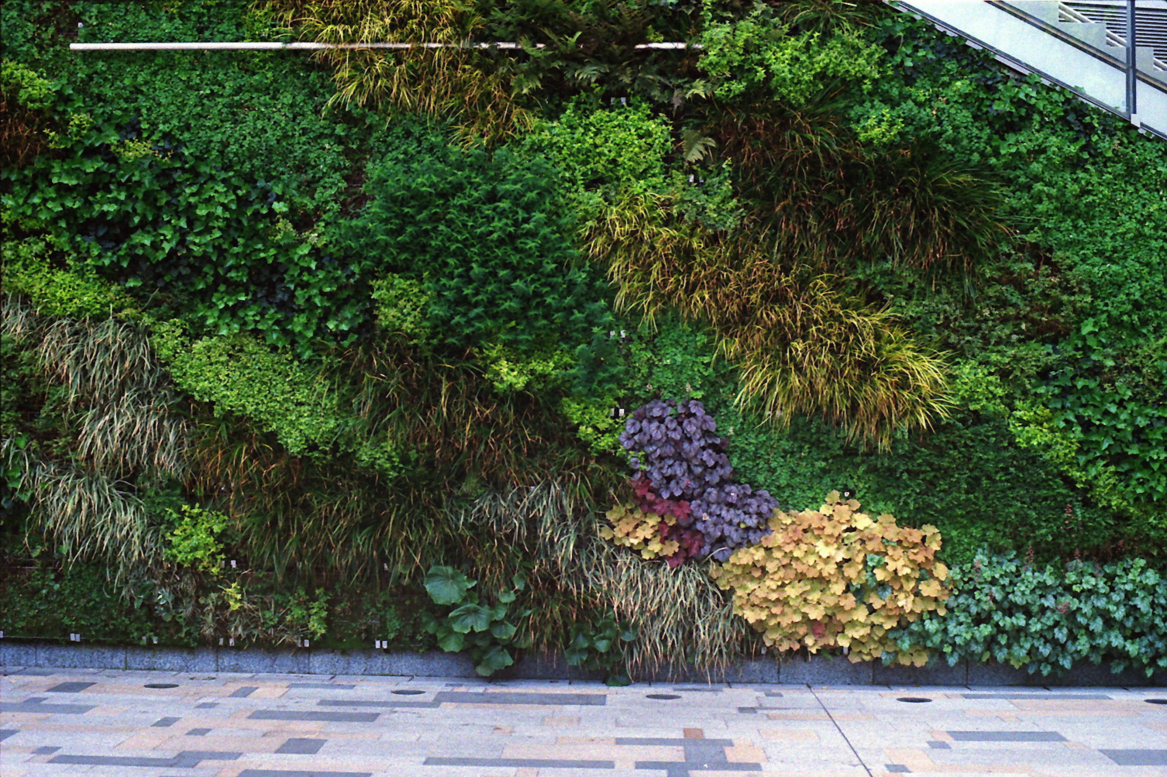 Muro de jardín vertical con una variedad de plantas verdes exuberantes y follaje colorido