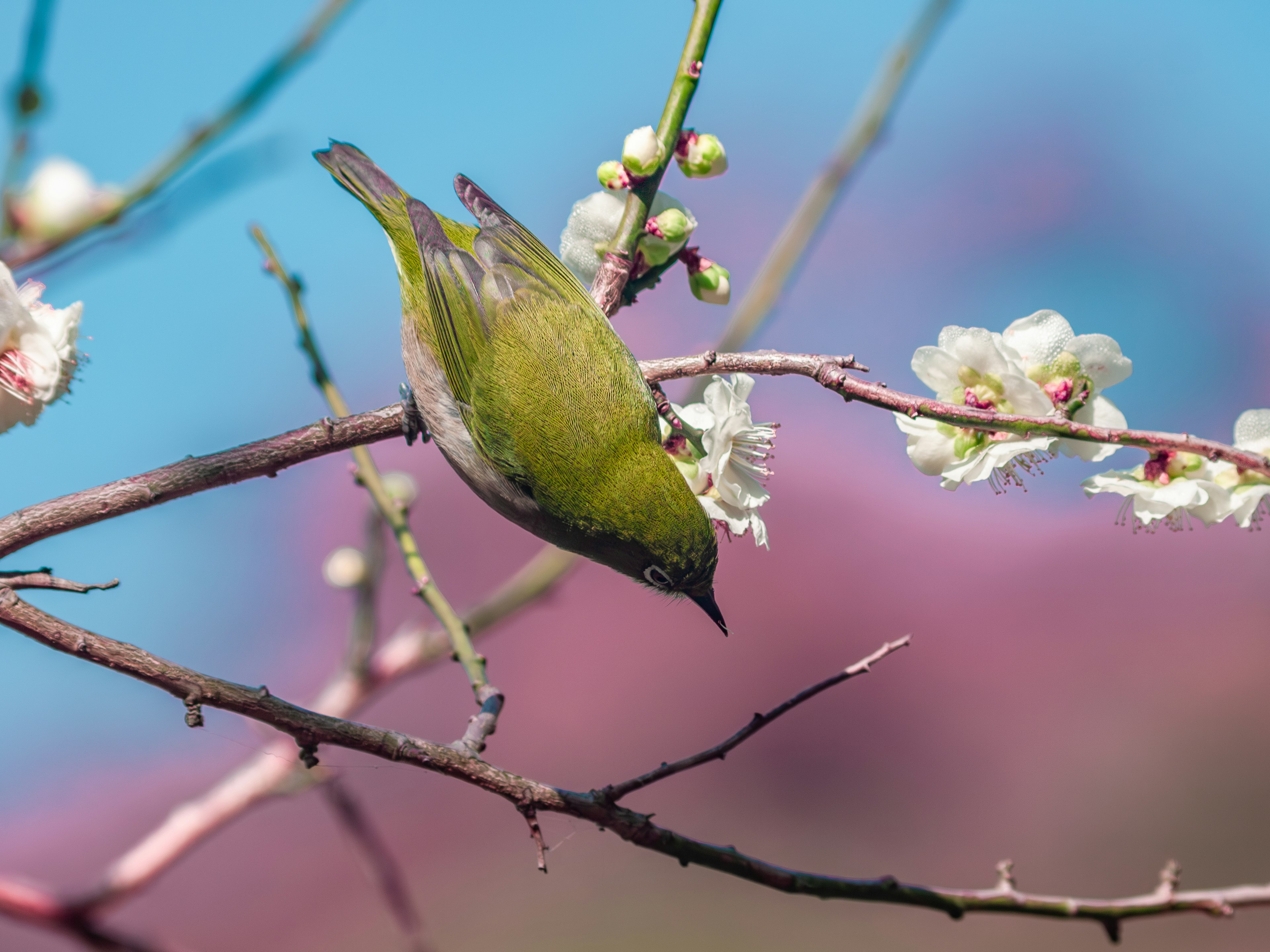 Un pequeño pájaro verde colgado de una rama florecida