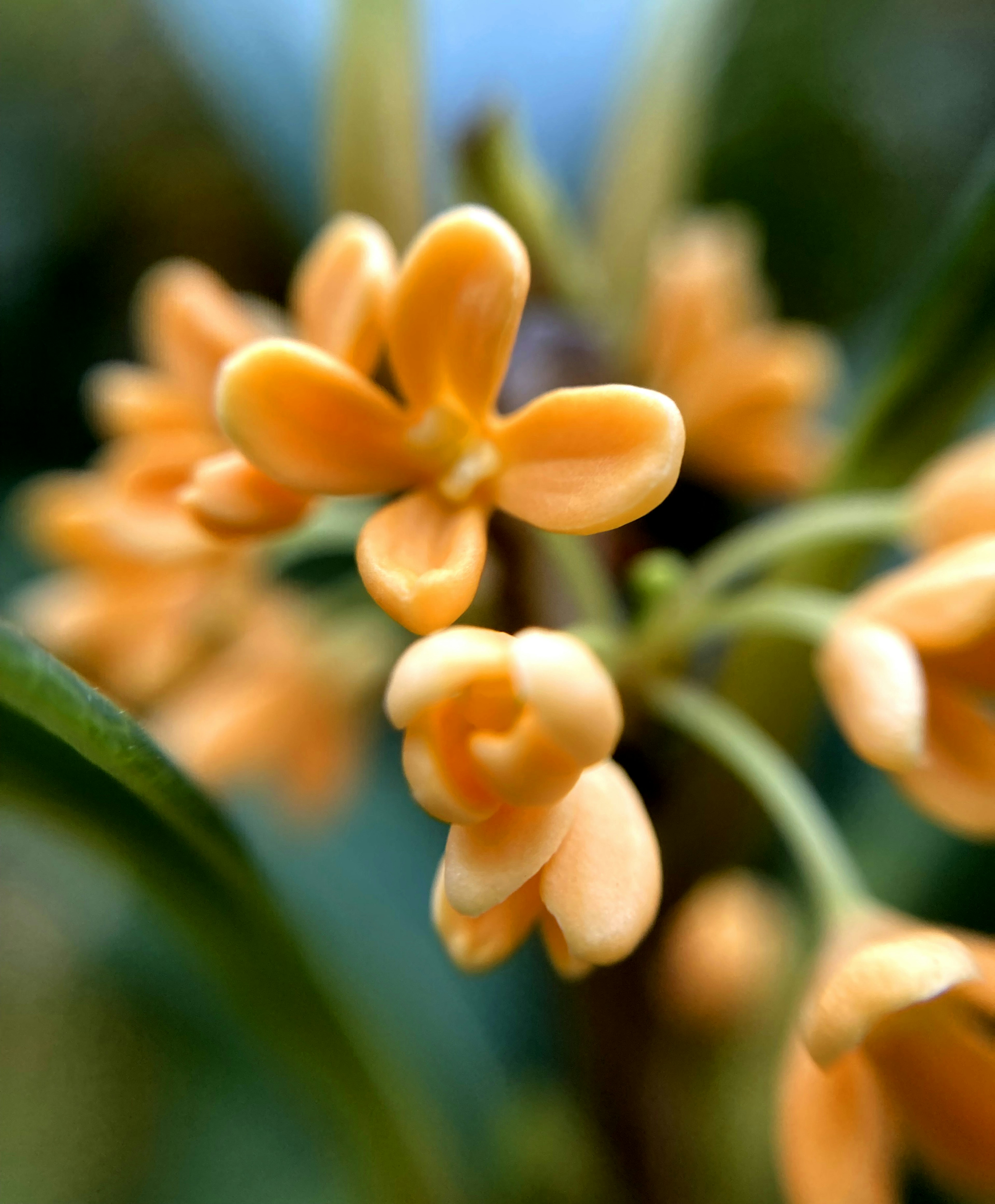 薄いオレンジ色の花が集まったクローズアップ画像