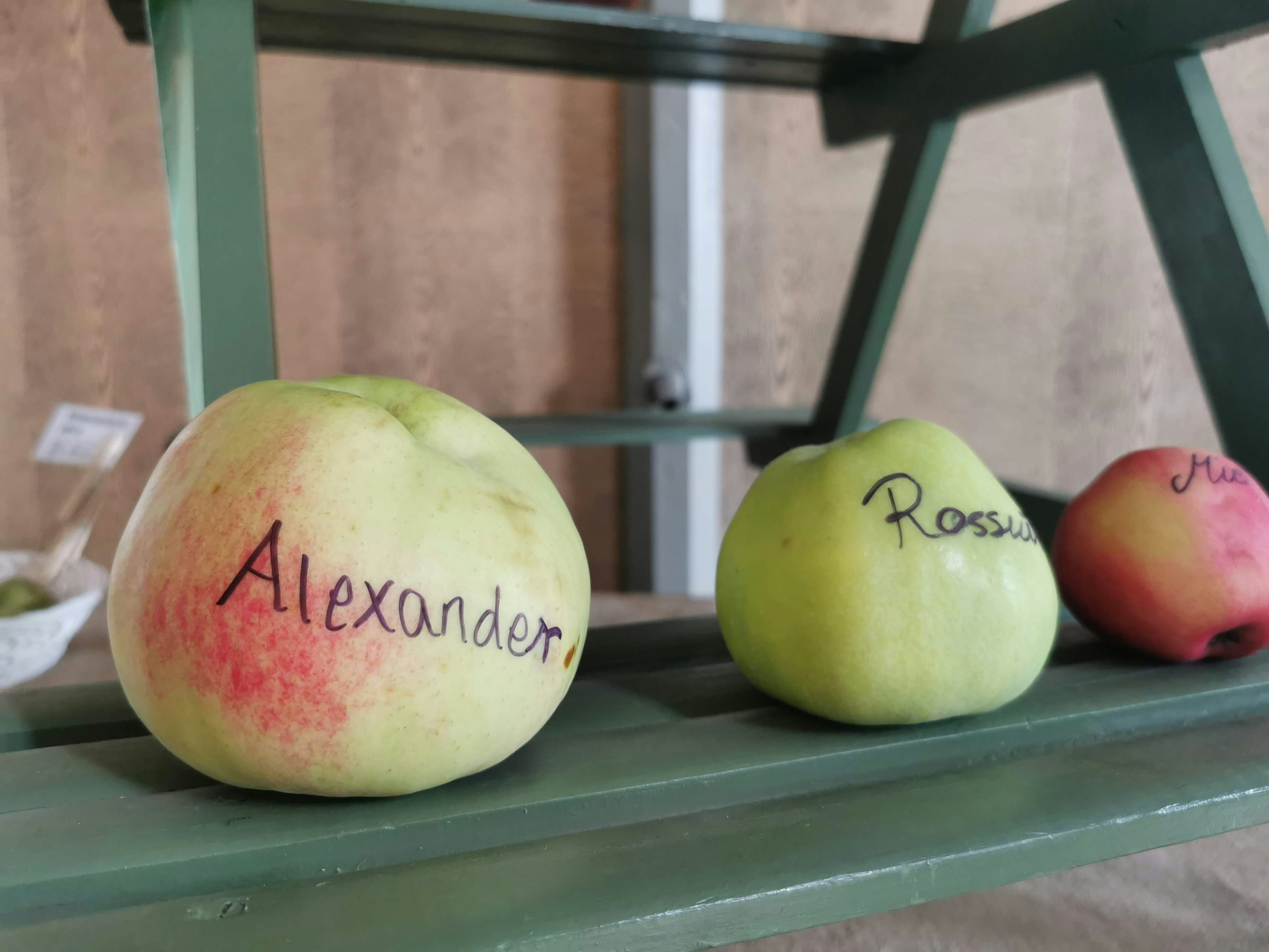 Apples with names written on them displayed on a green shelf