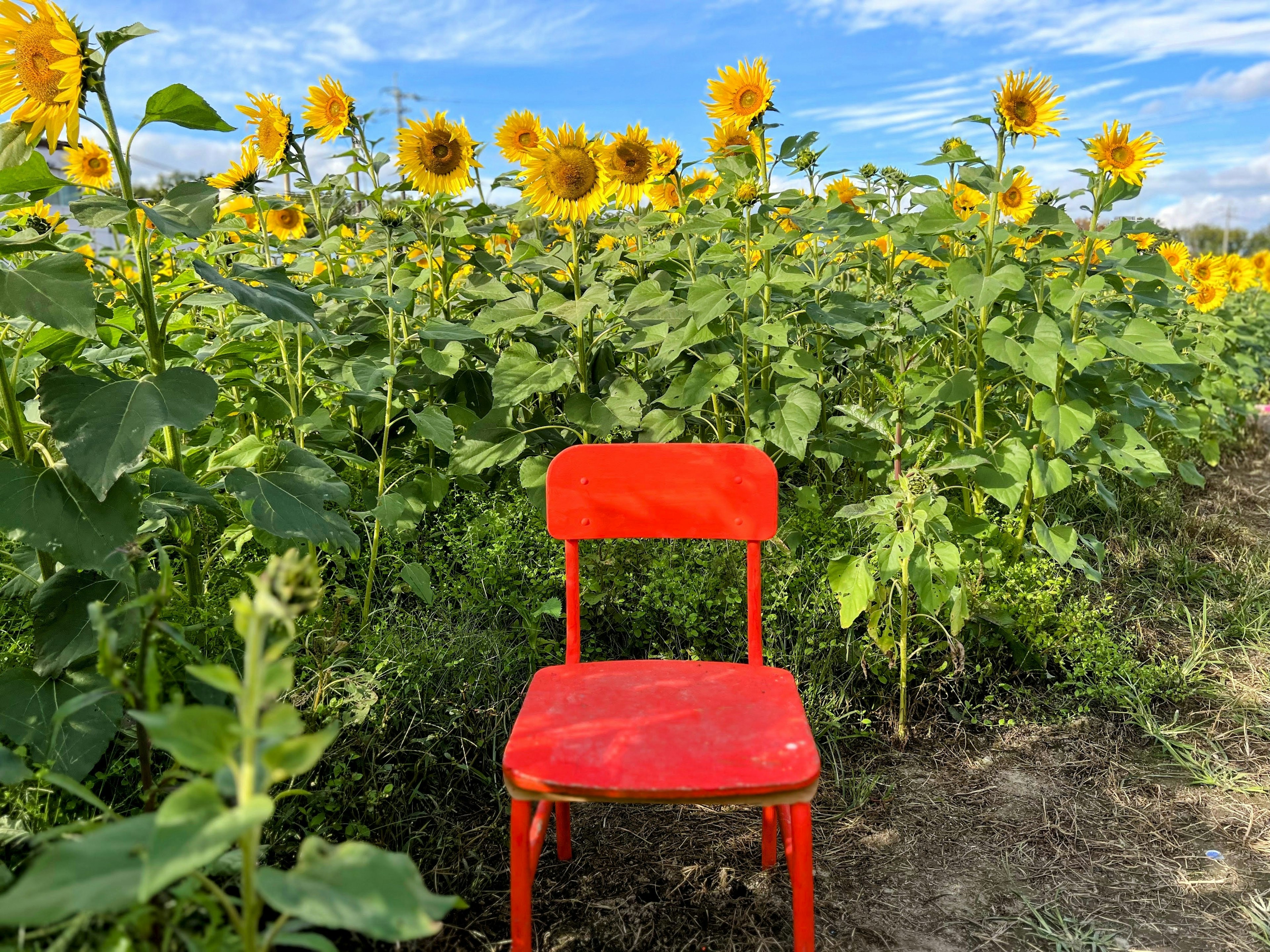 Une chaise rouge au milieu d'un champ de tournesols