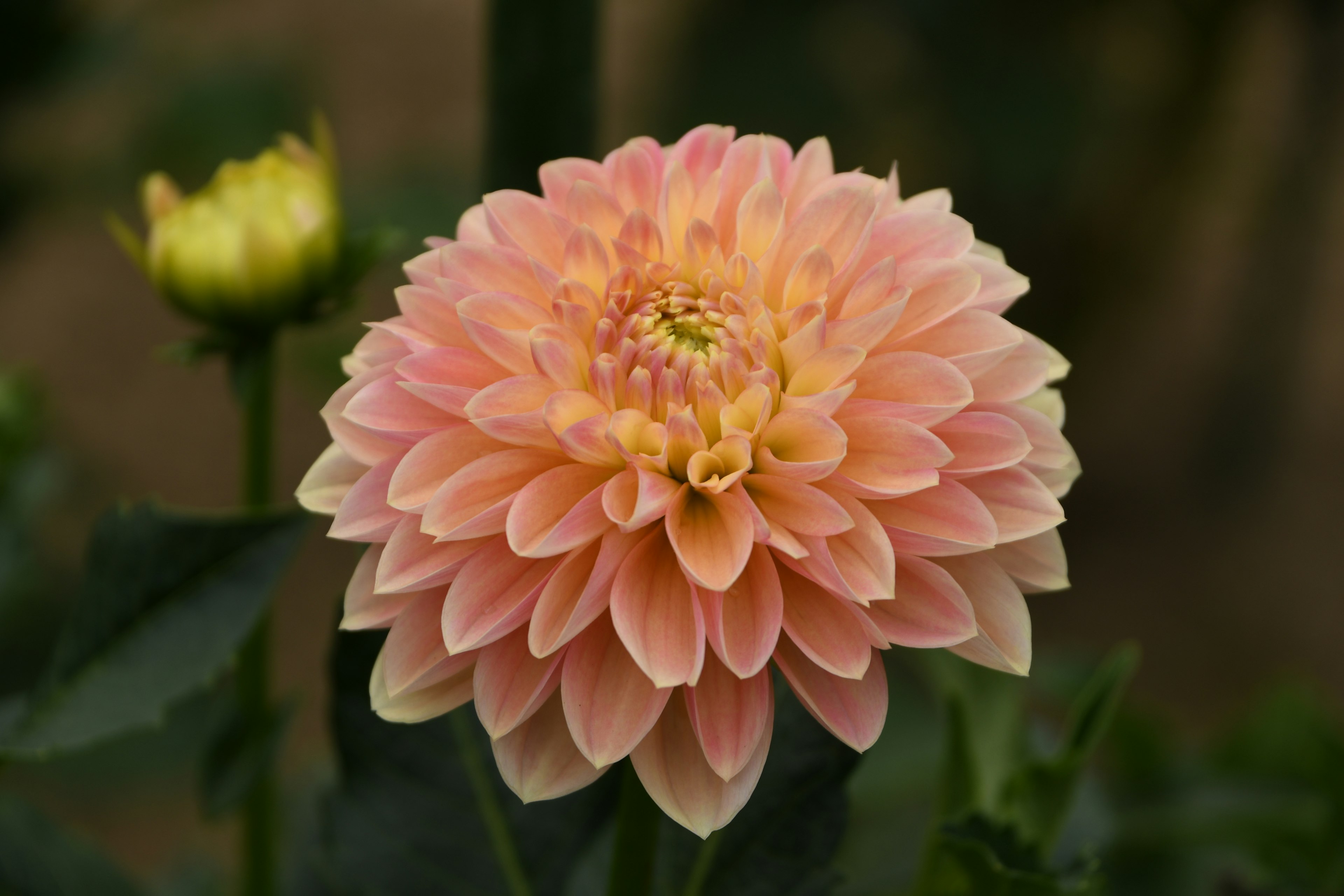 Un bellissimo fiore di dalia arancione in fiore