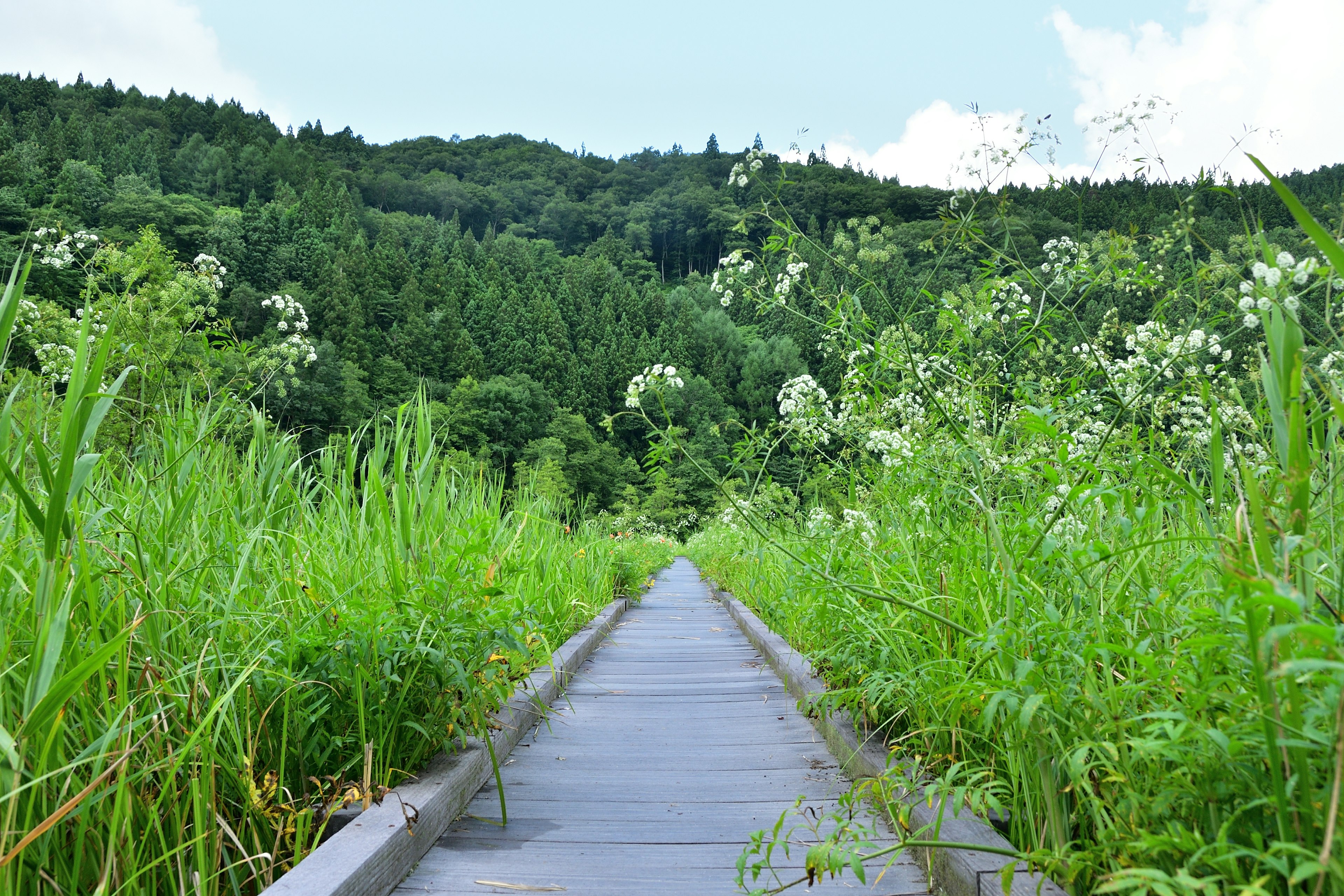 Sentiero in legno circondato da vegetazione verdeggiante e fiori