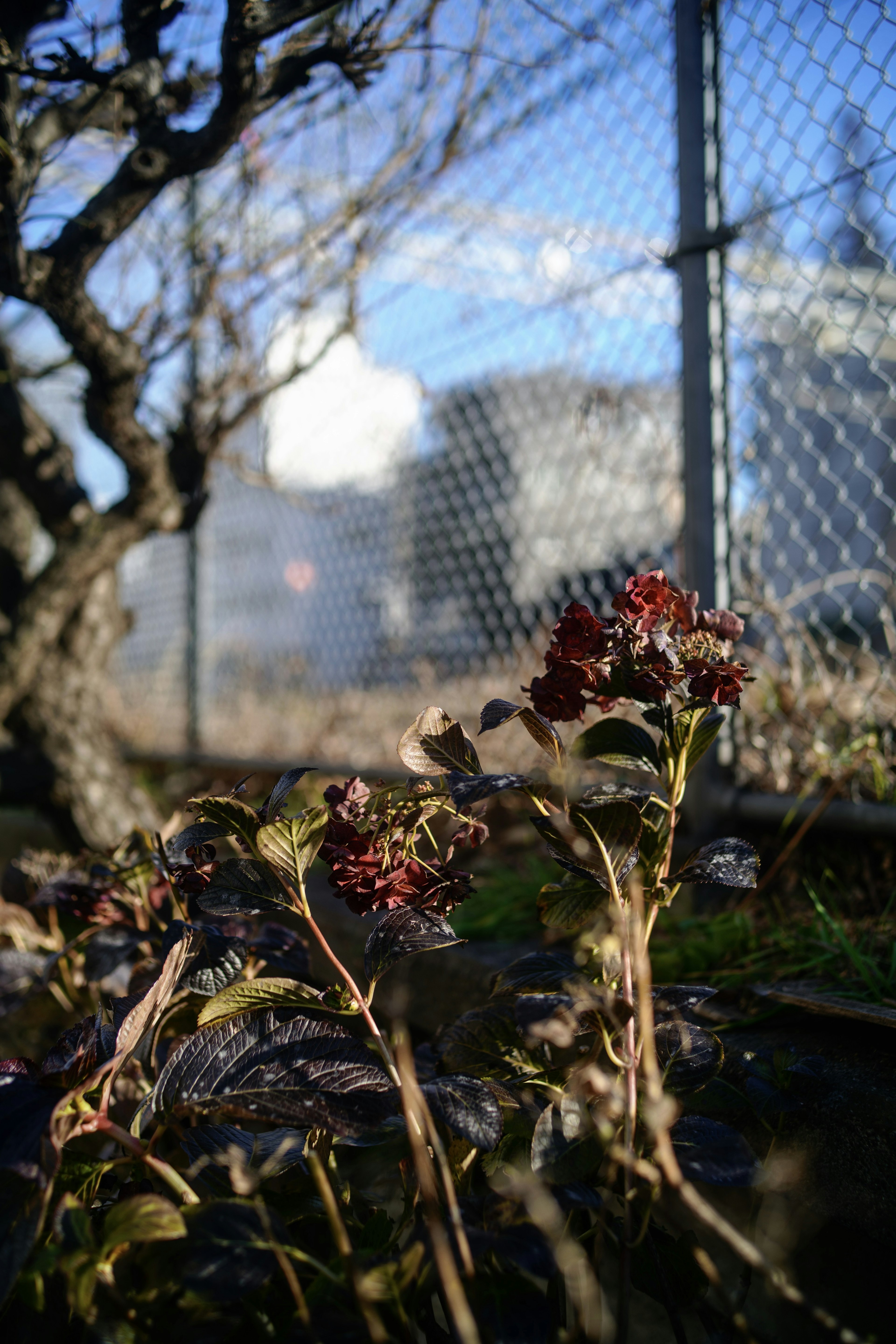 Dried plants in the foreground with a chain-link fence and urban buildings in the background