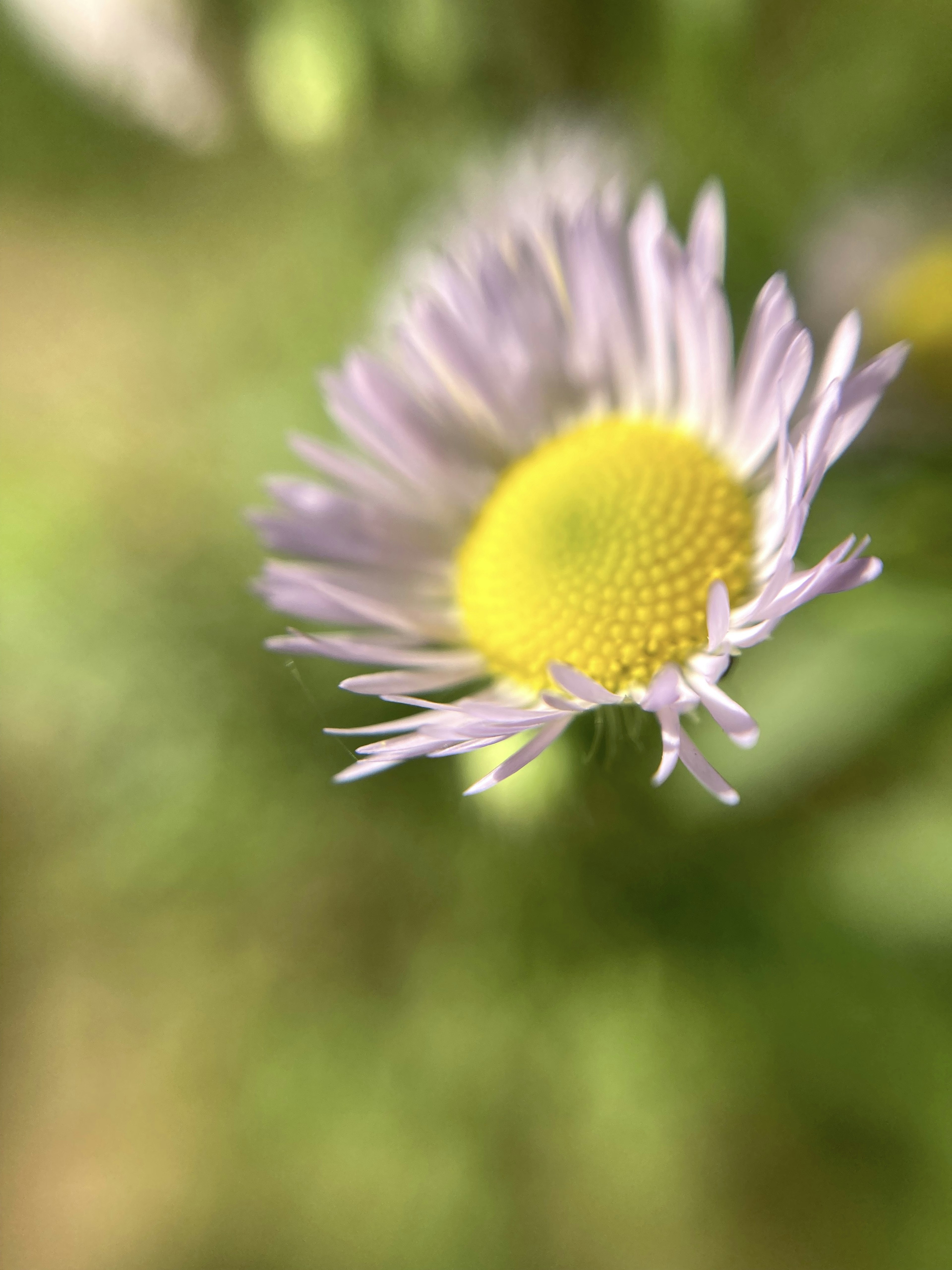 紫色の花びらと黄色い中心を持つ花のクローズアップ