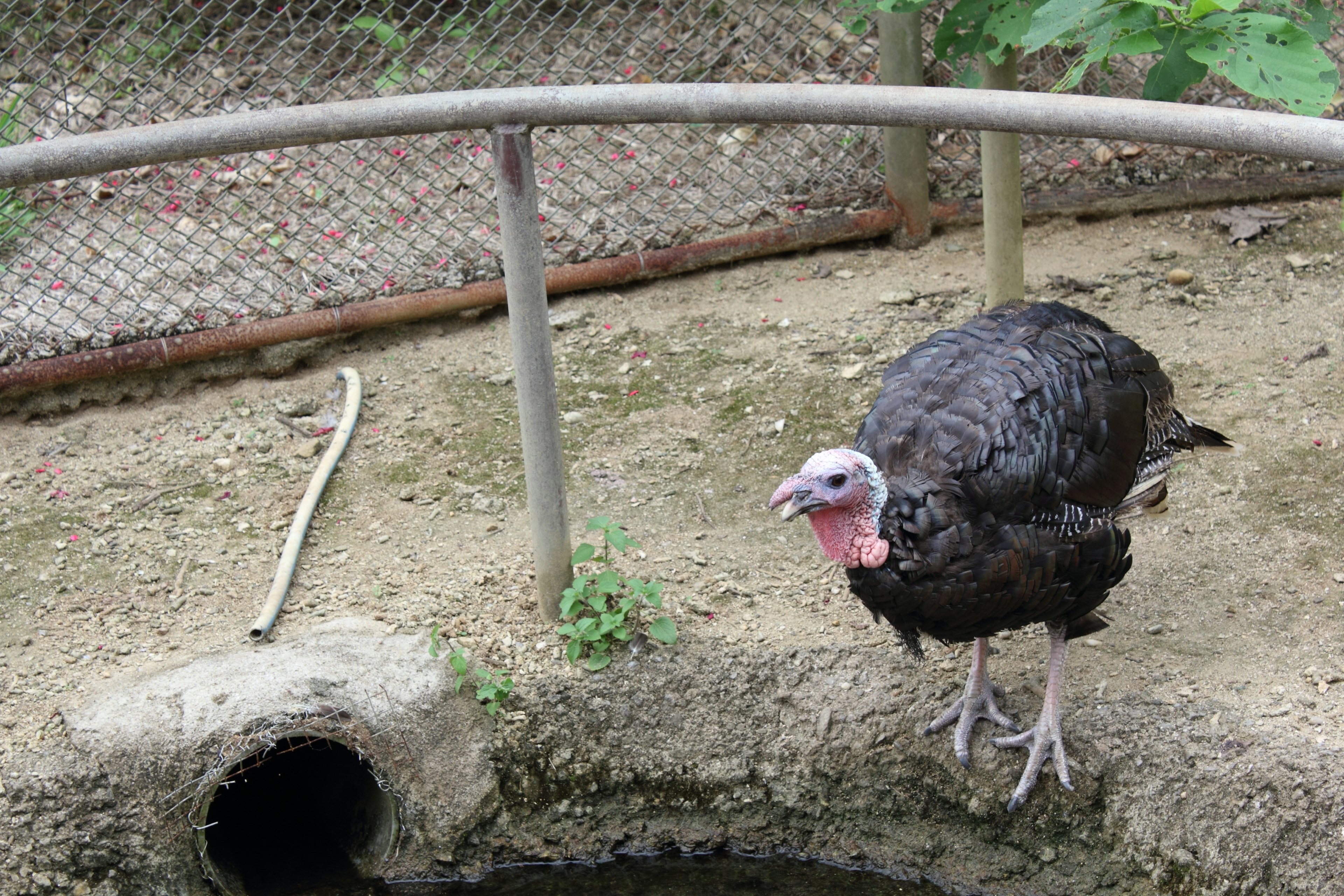 Un pavo de plumas negras de pie cerca del agua