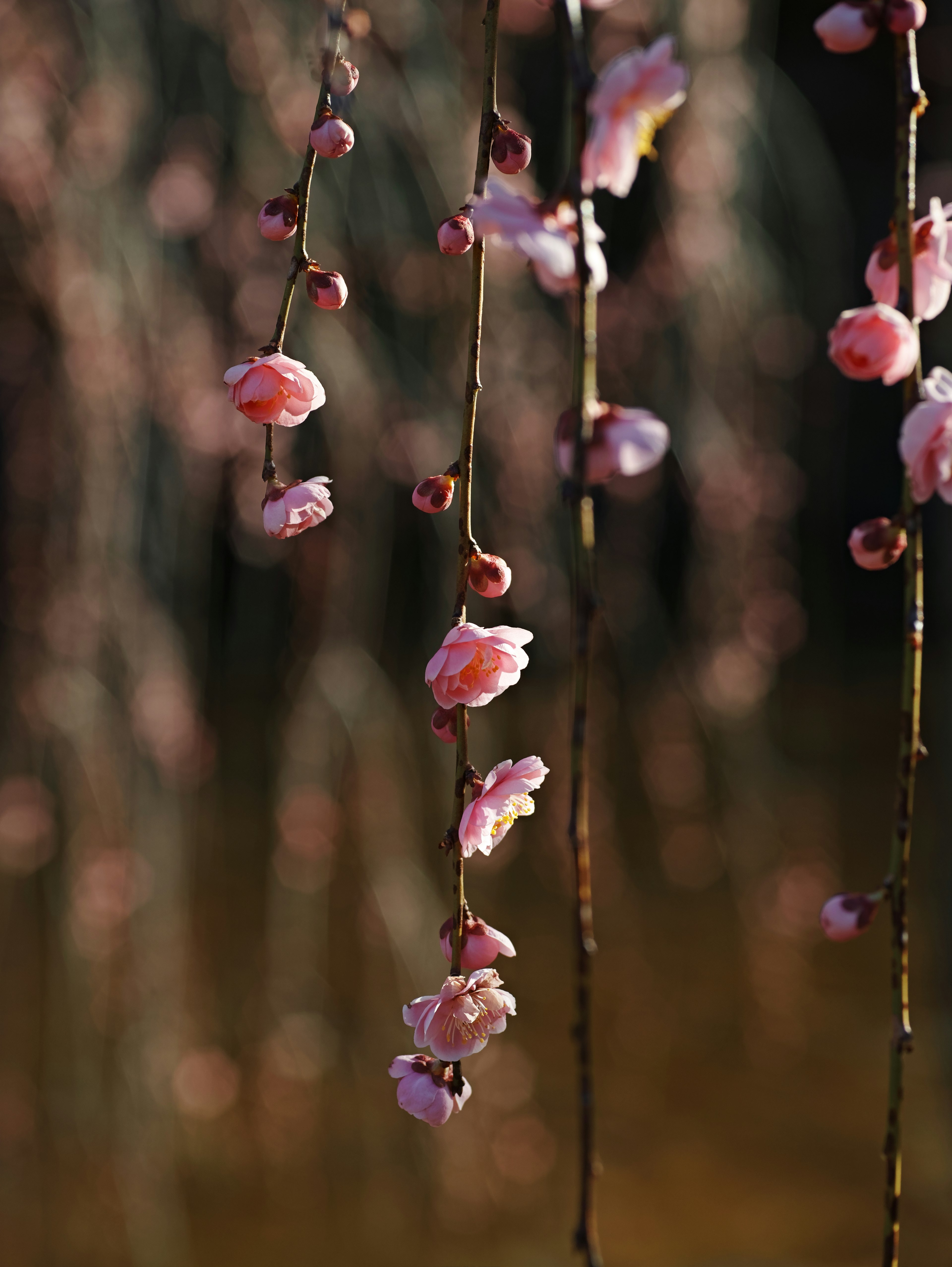 Kirschblüten, die über Wasser hängen mit sanften rosa Blütenblättern