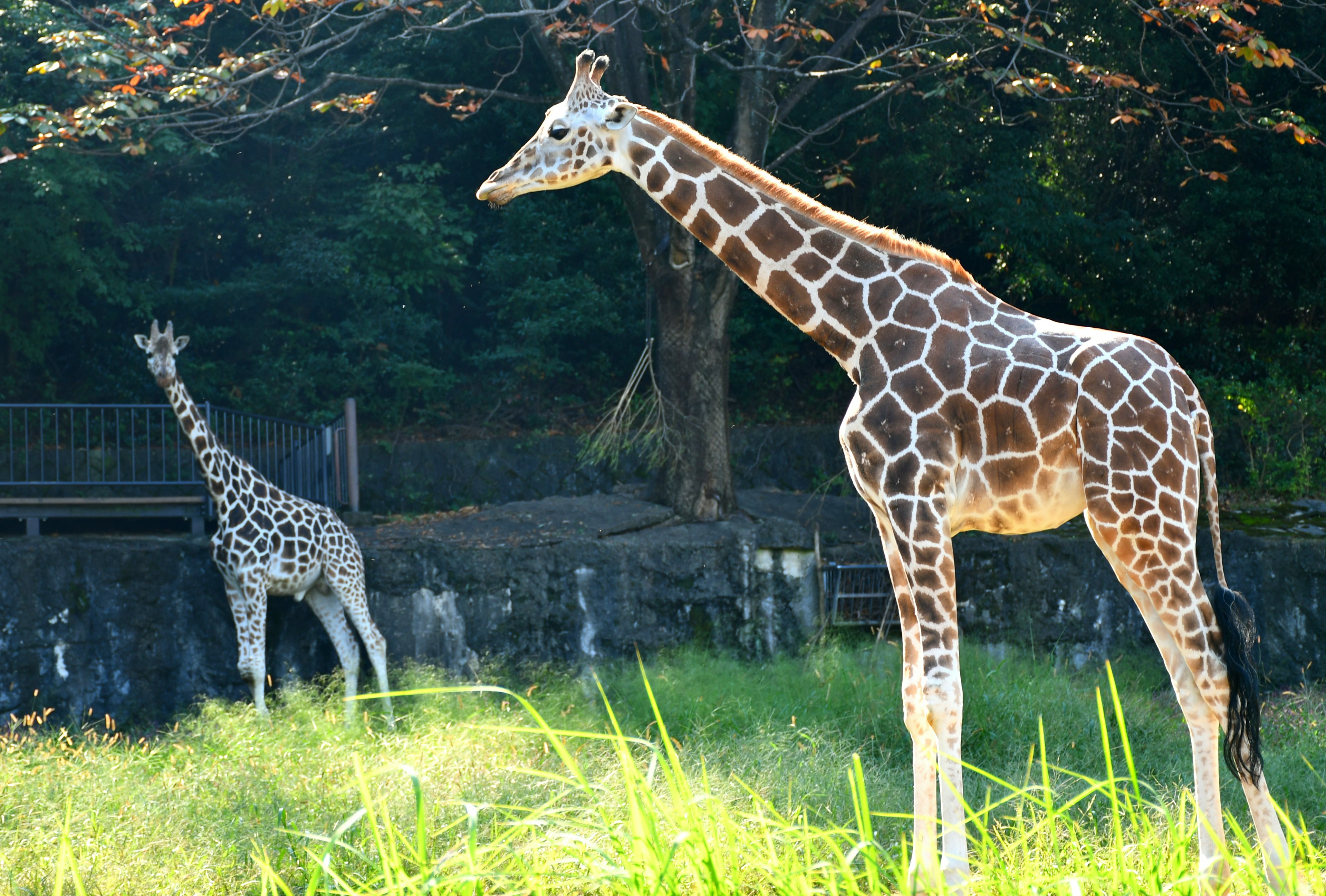 Due giraffe che stanno in un'area erbosa con alberi sullo sfondo