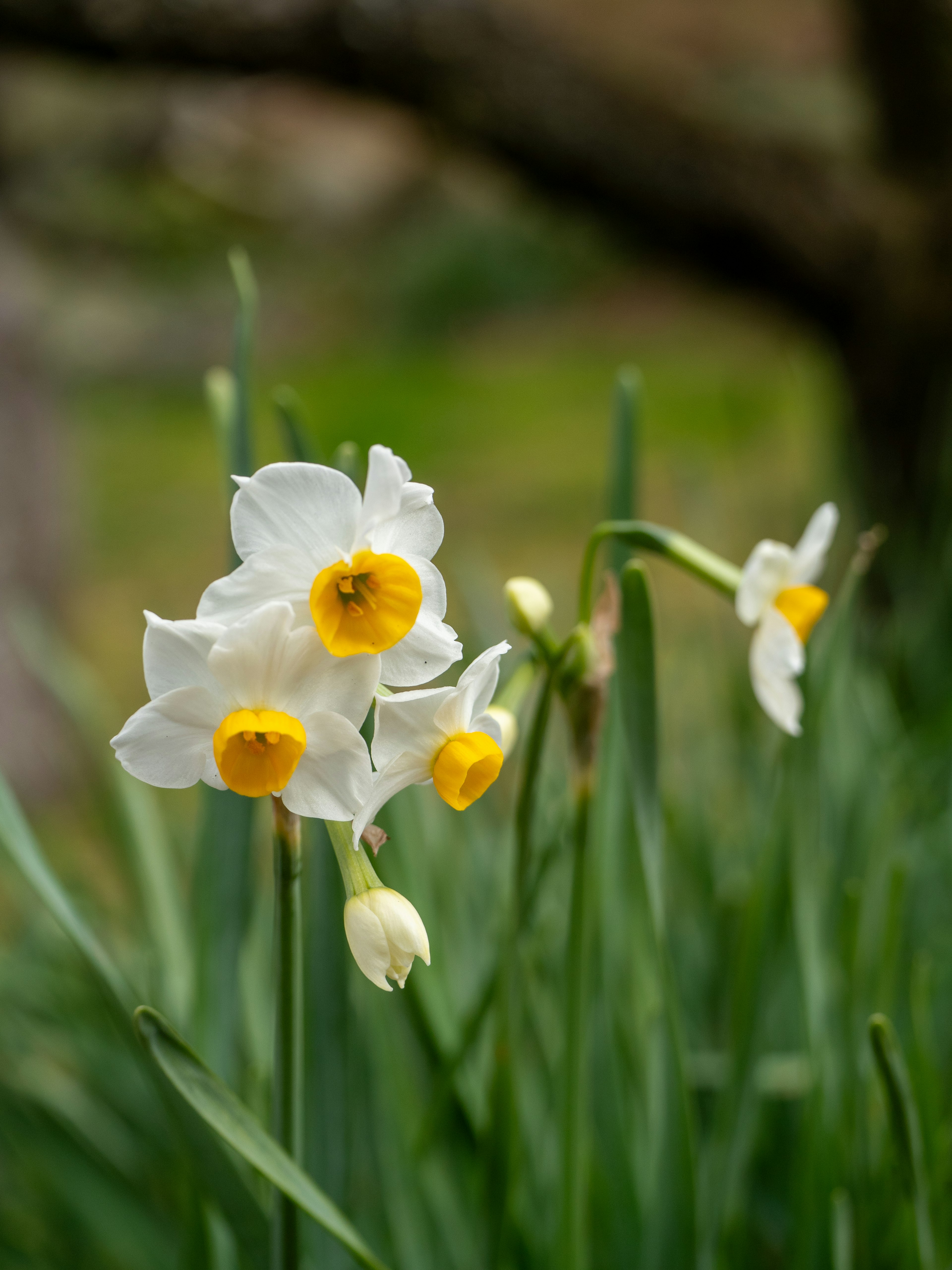 Flores de narcisos blancos con centros amarillos rodeadas de hojas verdes