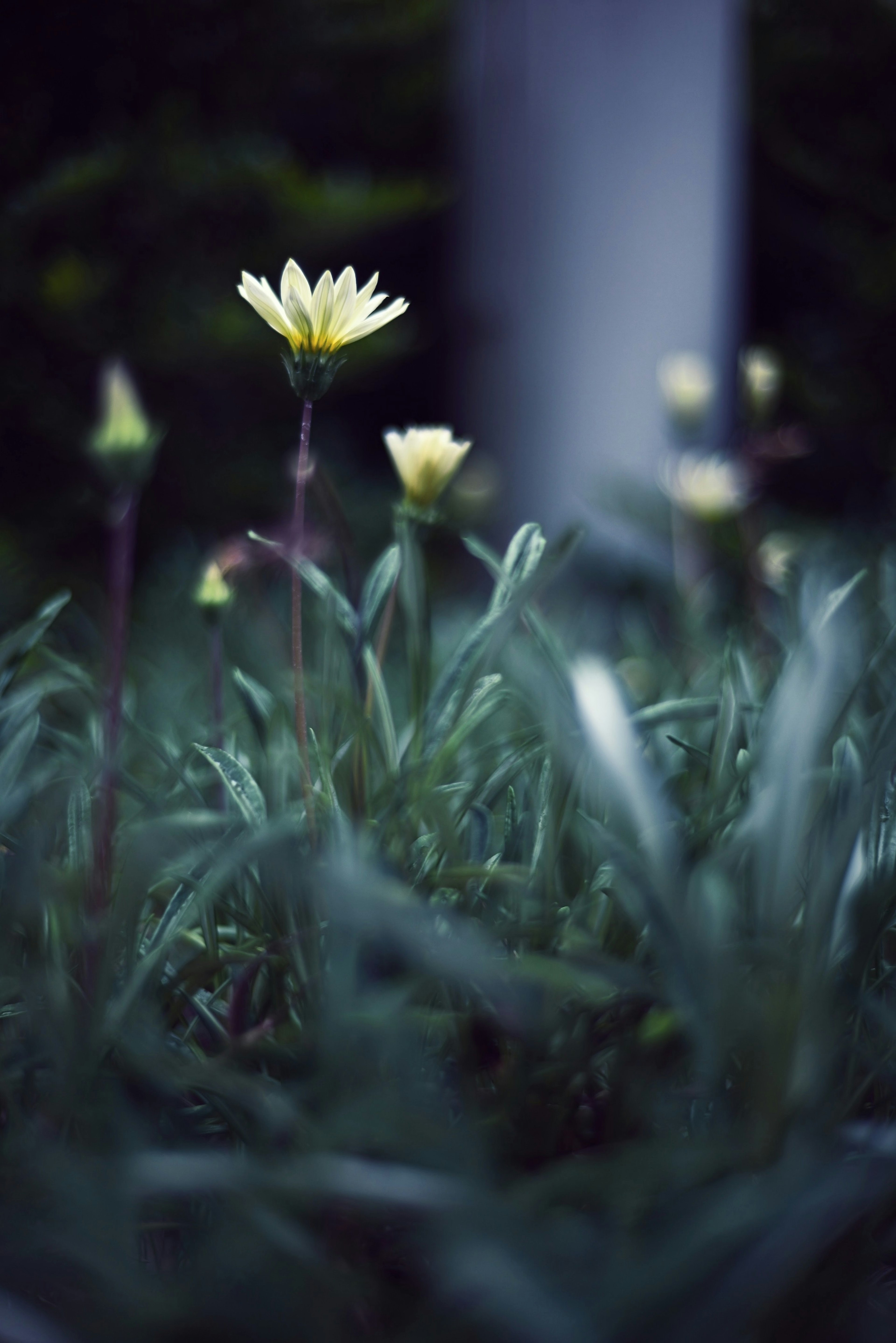 Scena di fiori gialli che sbocciano tra l'erba verde su uno sfondo scuro