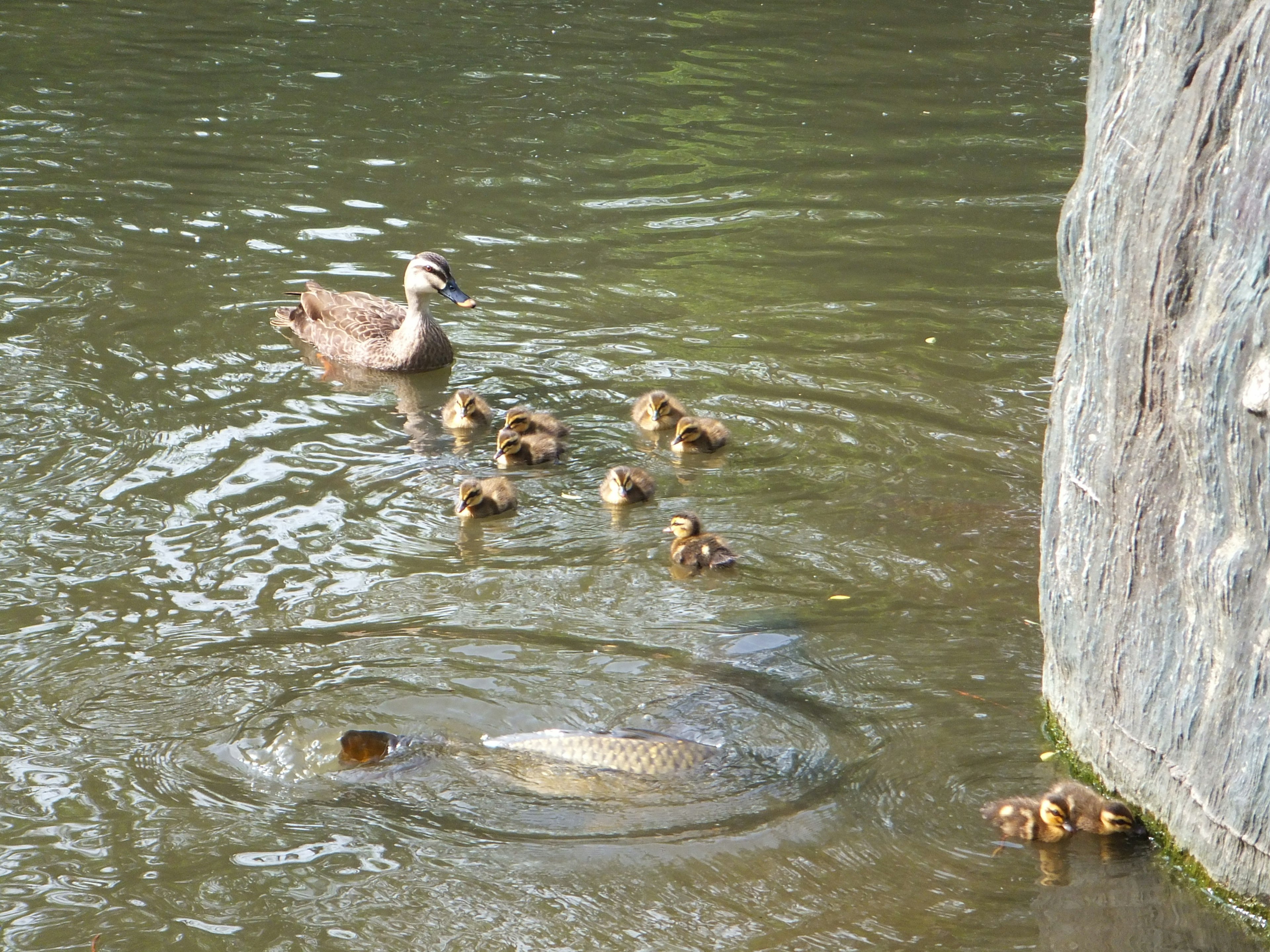 Mother duck swimming with her ducklings in a pond