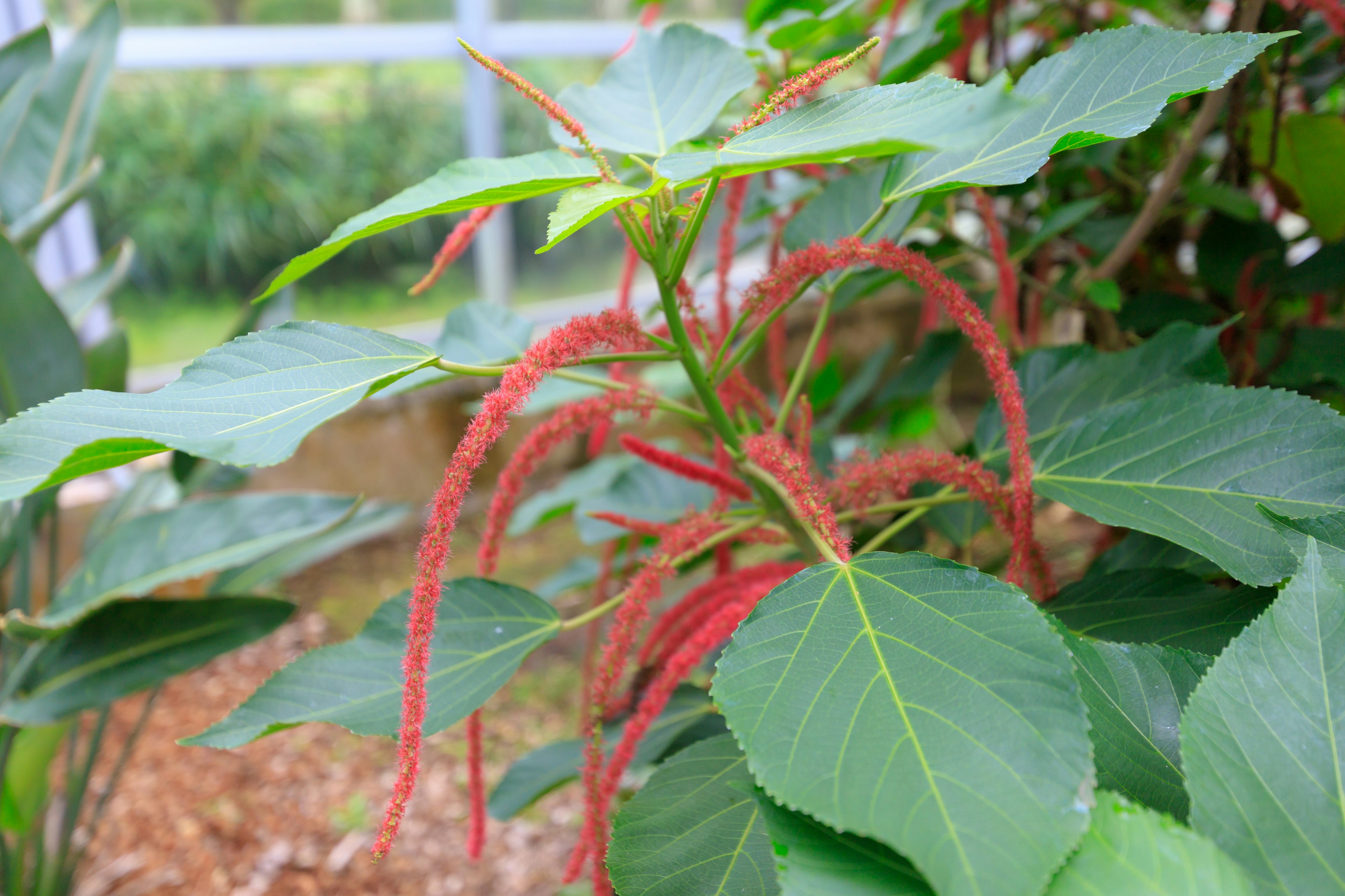 赤い花穂を持つ緑の葉の植物のクローズアップ