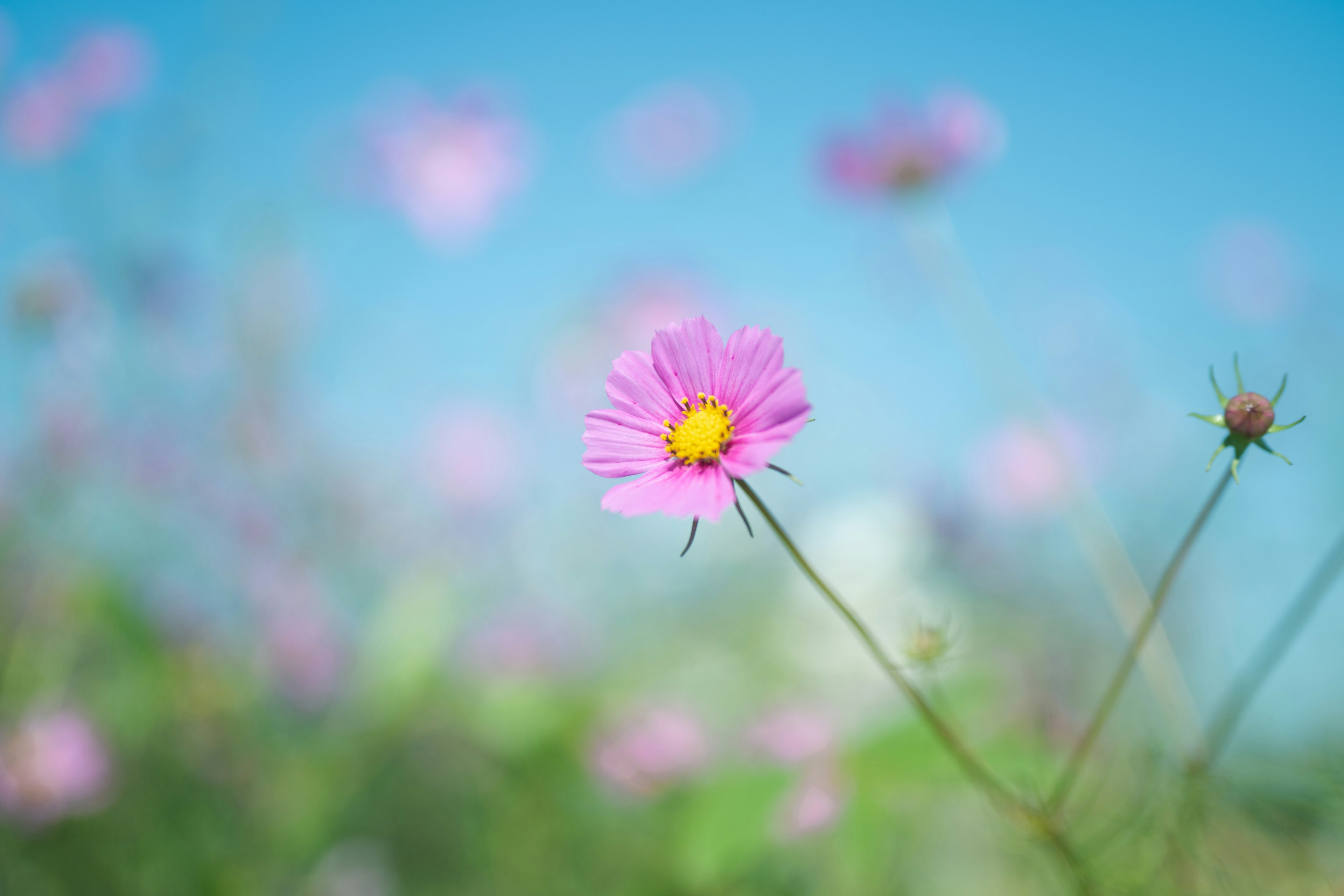 青空を背景にした鮮やかなピンクの花が咲いている