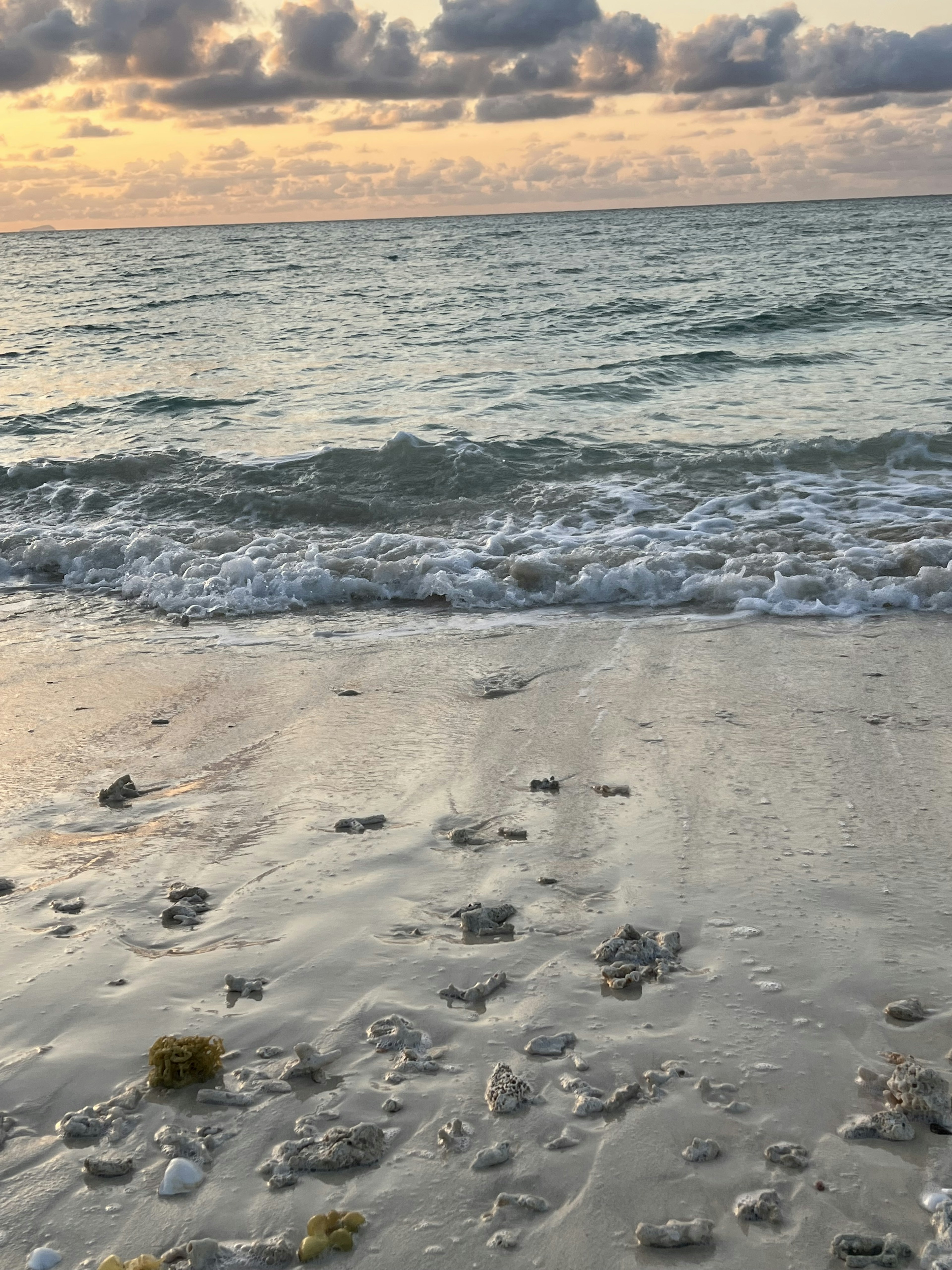 ภาพชายหาดสงบพร้อมคลื่นนุ่มและเปลือกหอยในยามพระอาทิตย์ตก