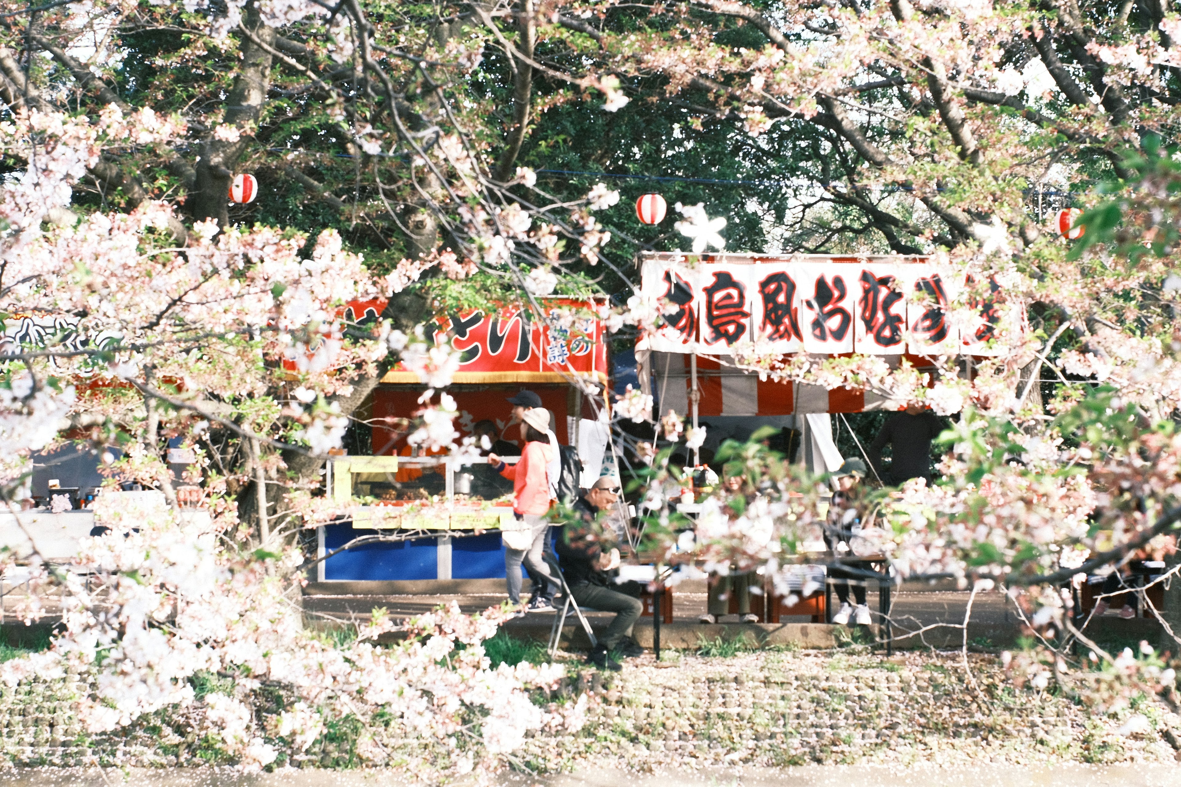 Escena de puestos de comida frente a cerezos en flor