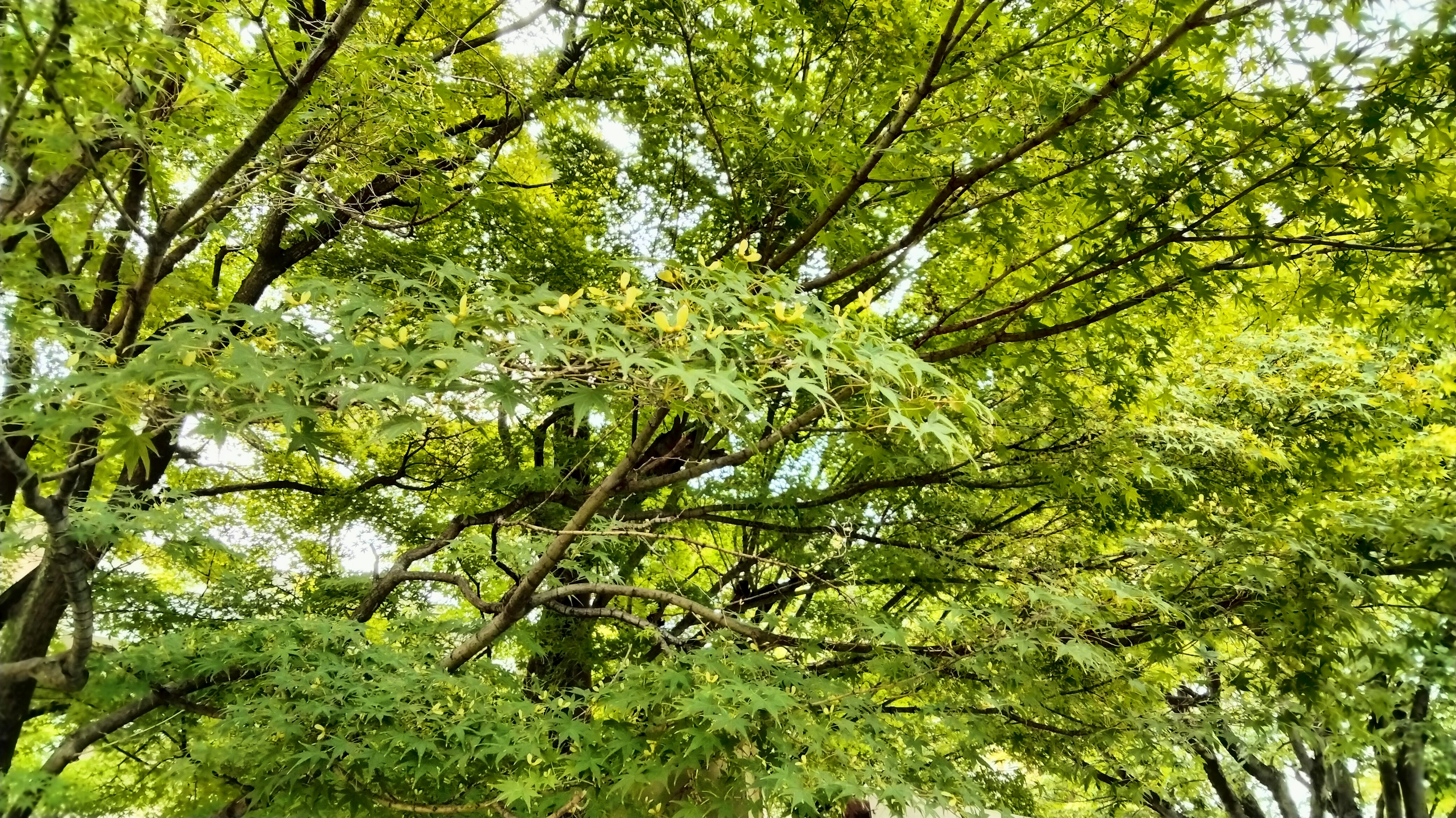 Primer plano de ramas de árbol con hojas verdes exuberantes