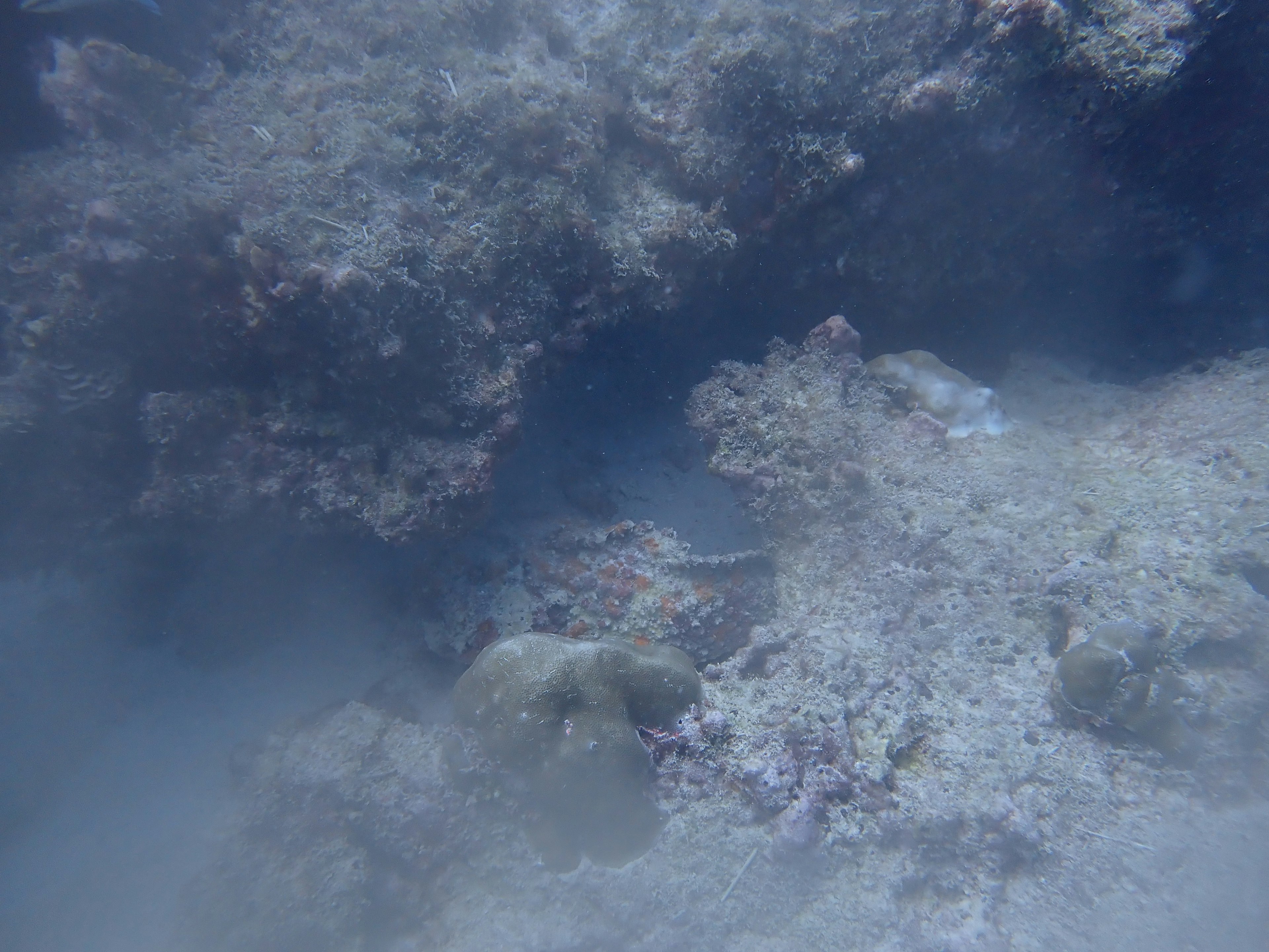 Underwater scene featuring rocks and corals