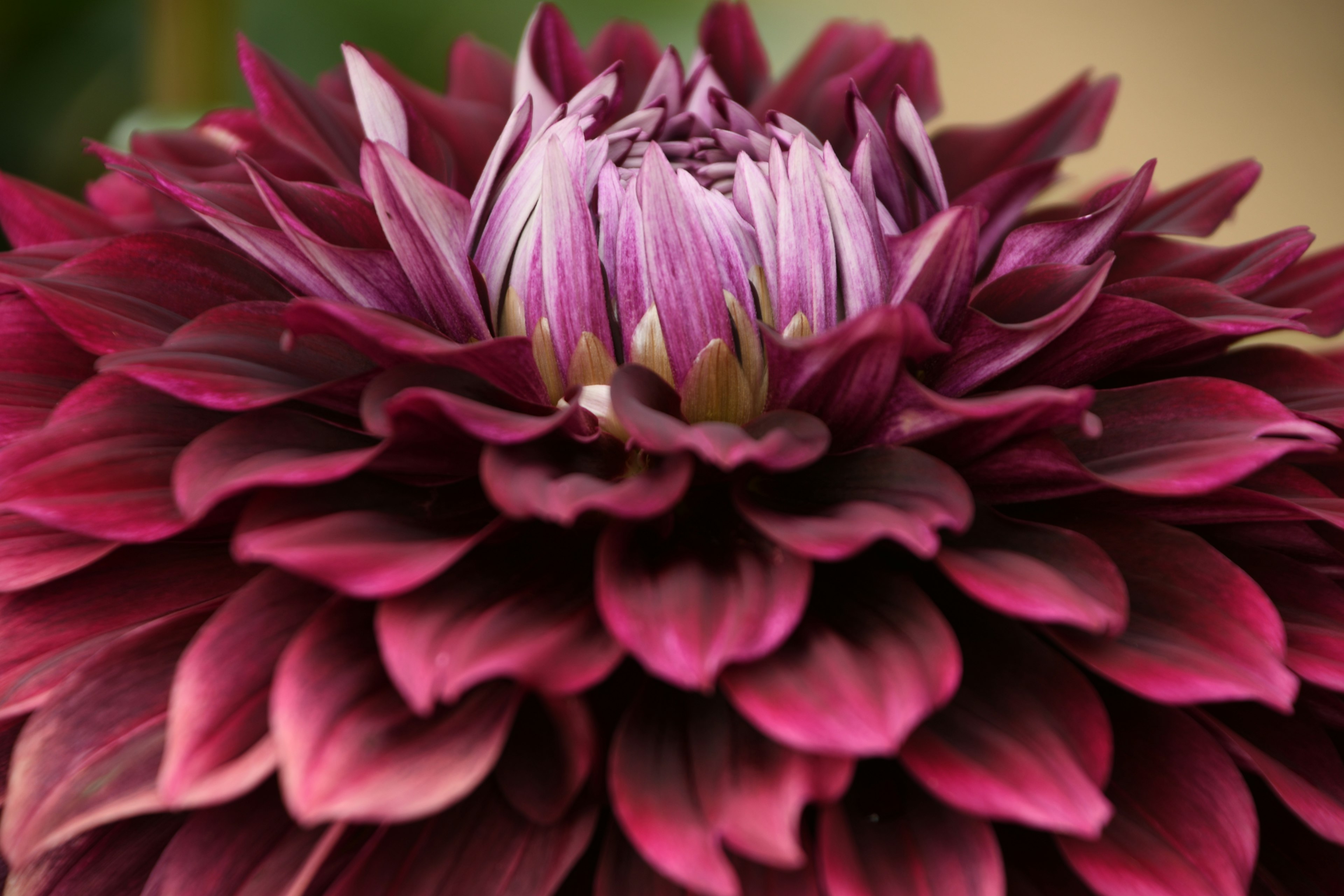 A close-up of a dahlia flower showcasing deep purple petals layered around a lighter purple center