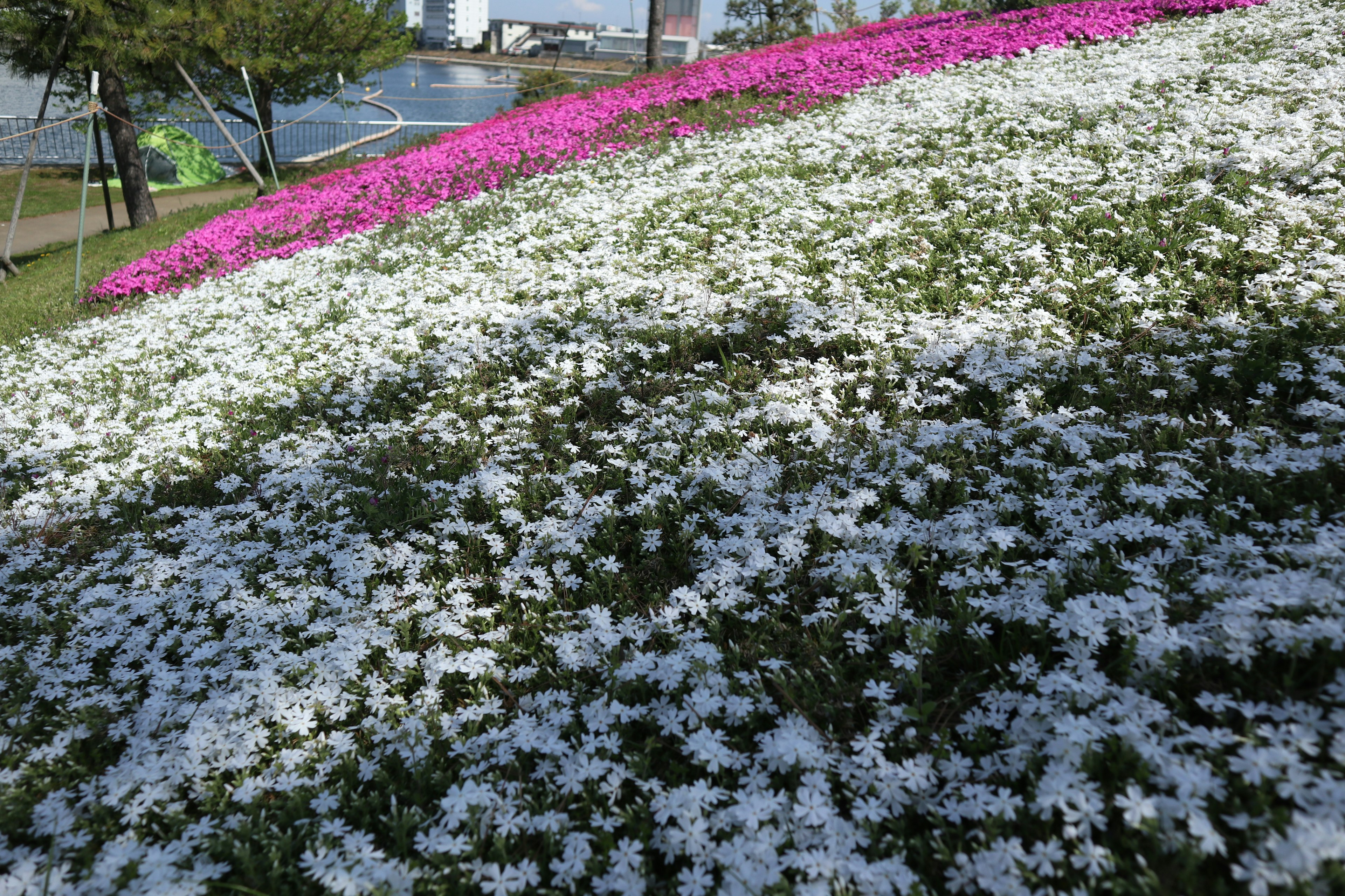 白とピンクの花が咲く丘の風景