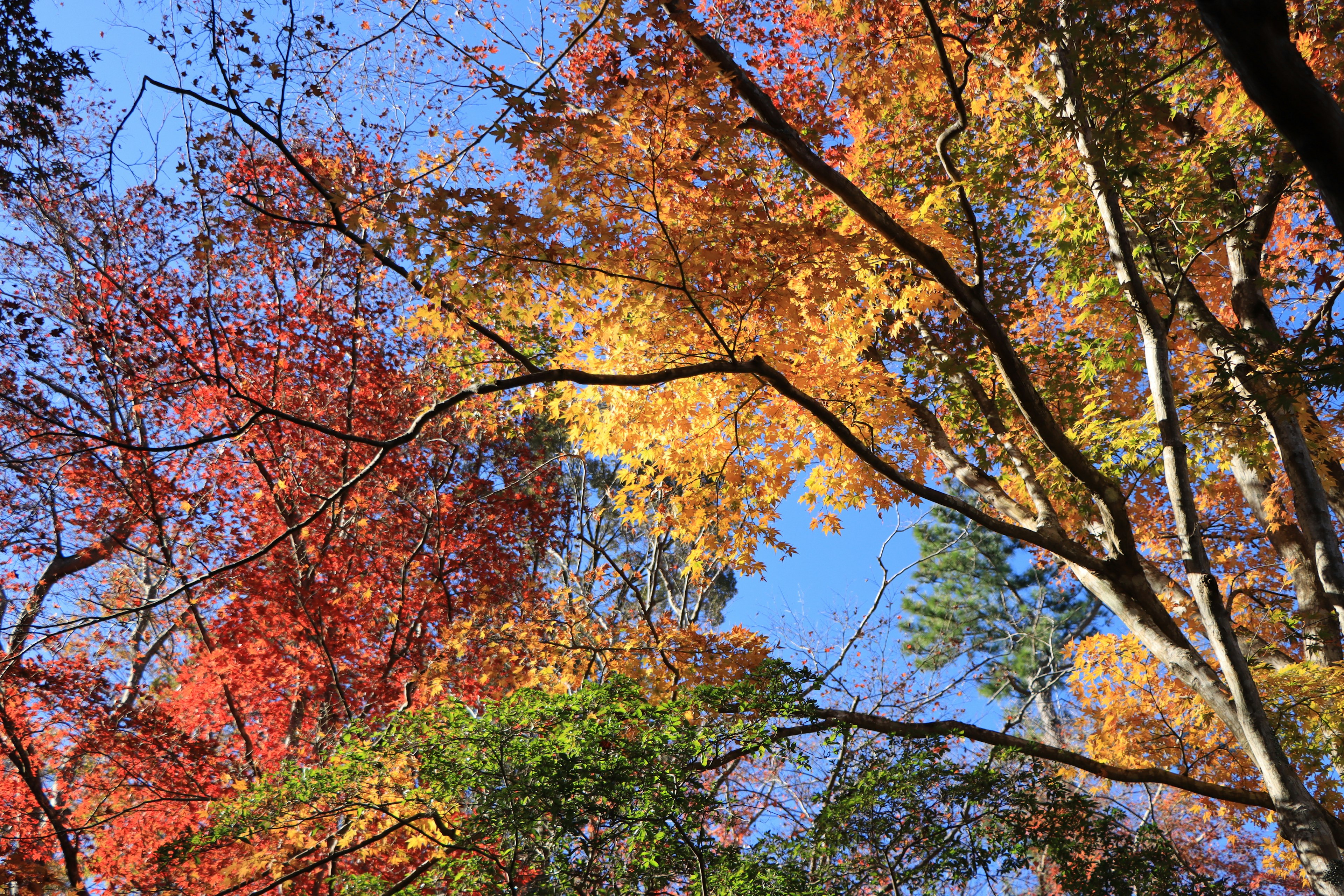 Fogliame autunnale dai colori vivaci contro un cielo blu chiaro