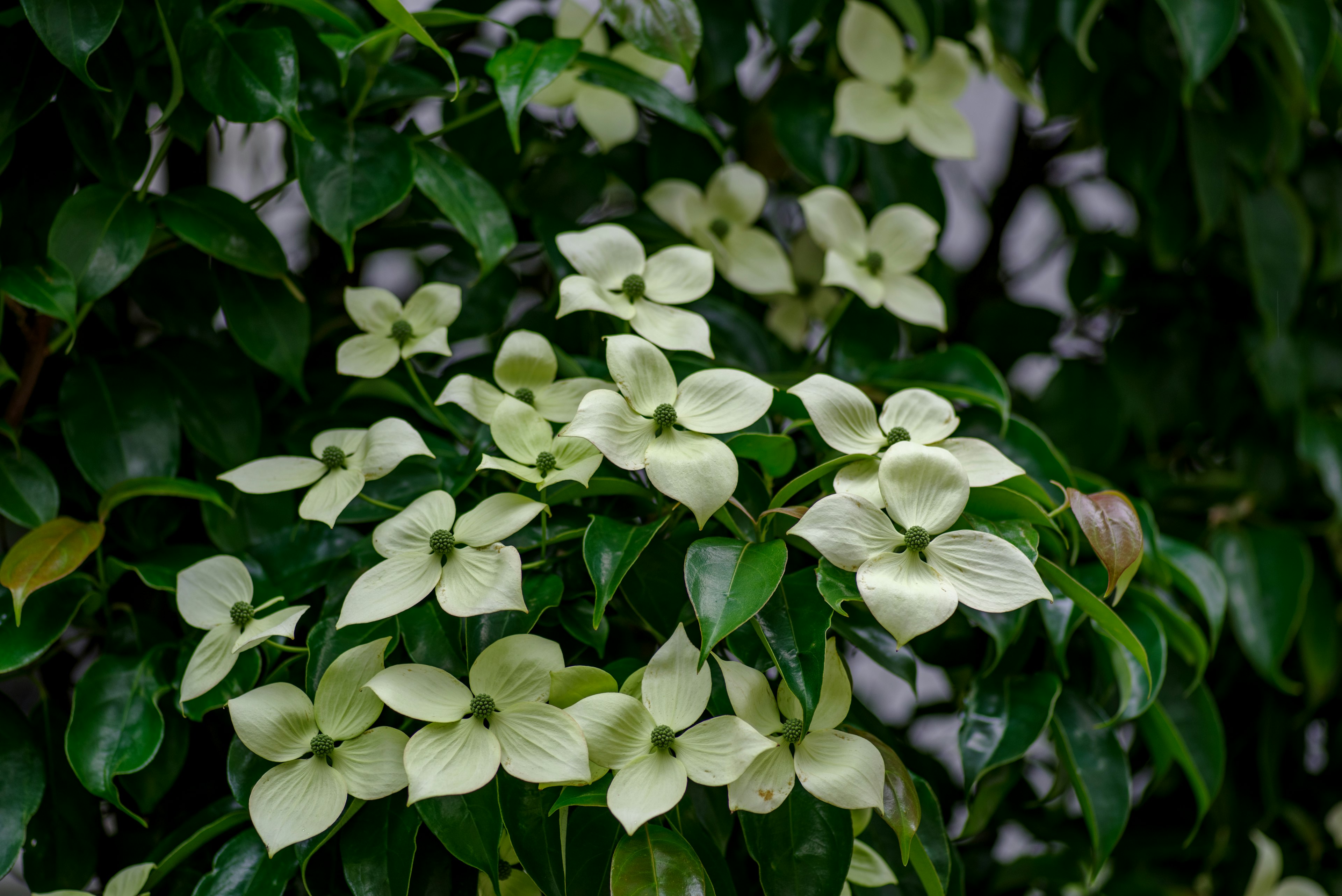 Eine Pflanze mit weißen Blüten, umgeben von grünen Blättern