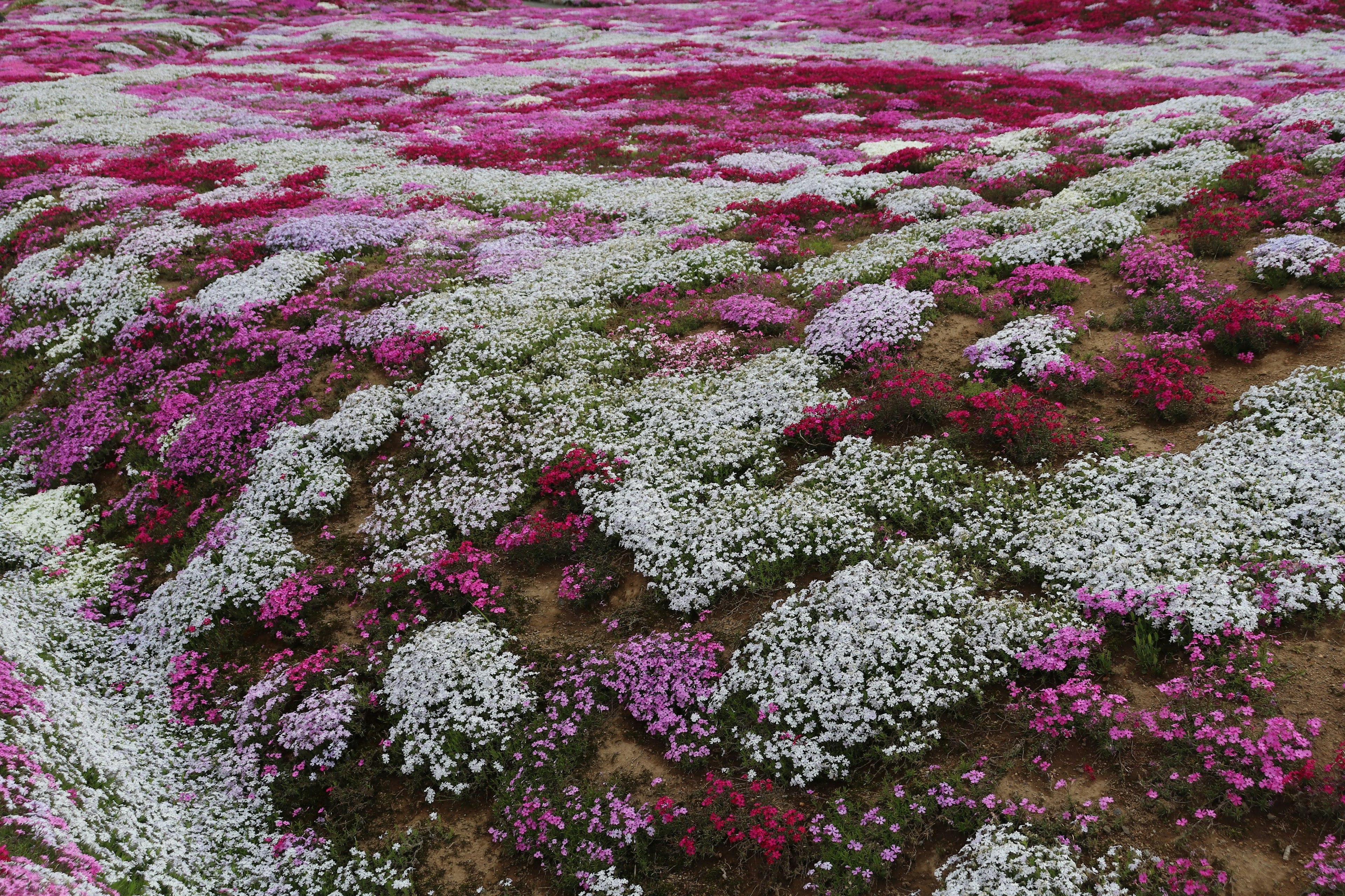 Paysage rempli de fleurs colorées en nuances de rose et de blanc