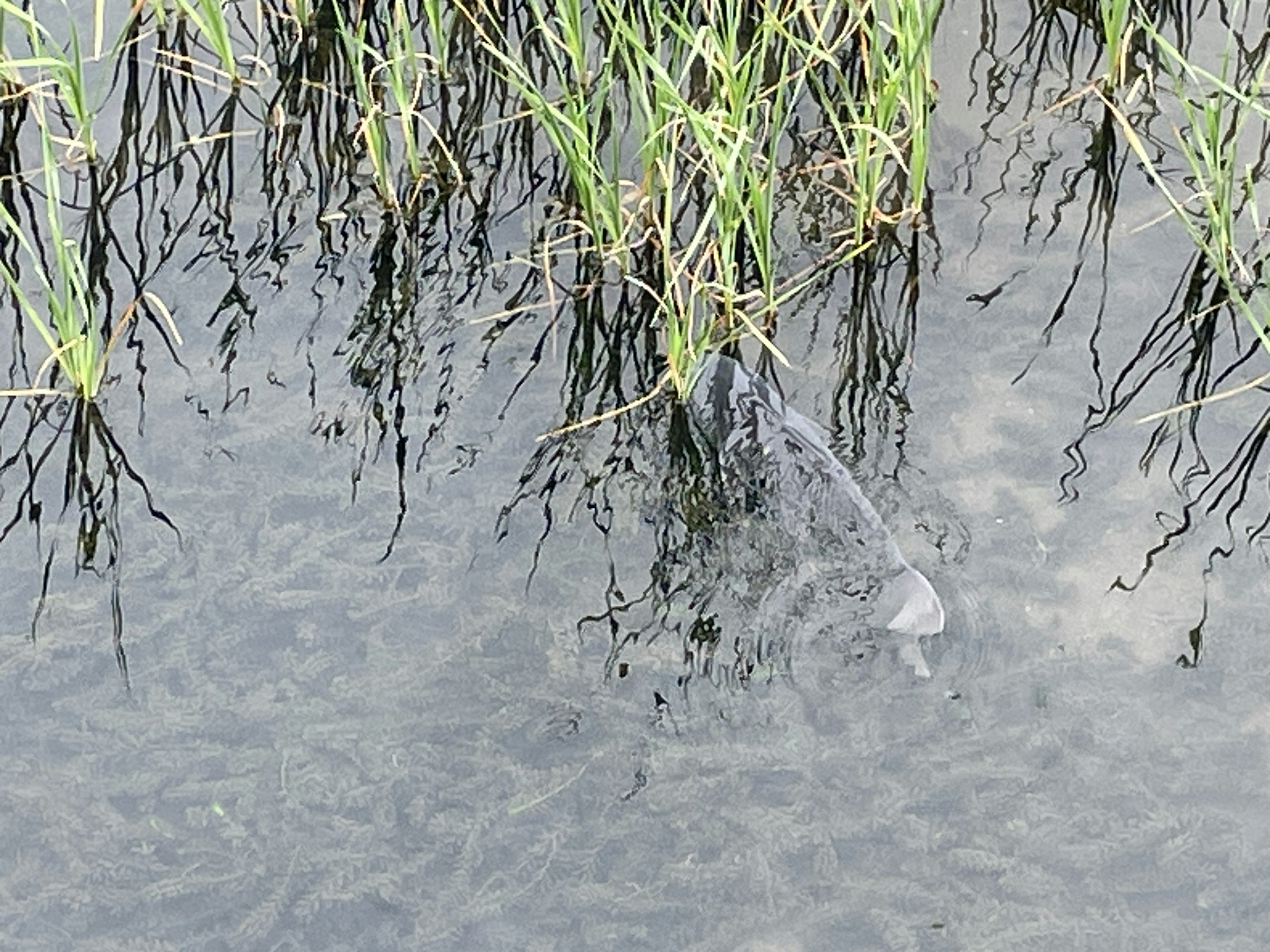 Fish swimming near grass in shallow water