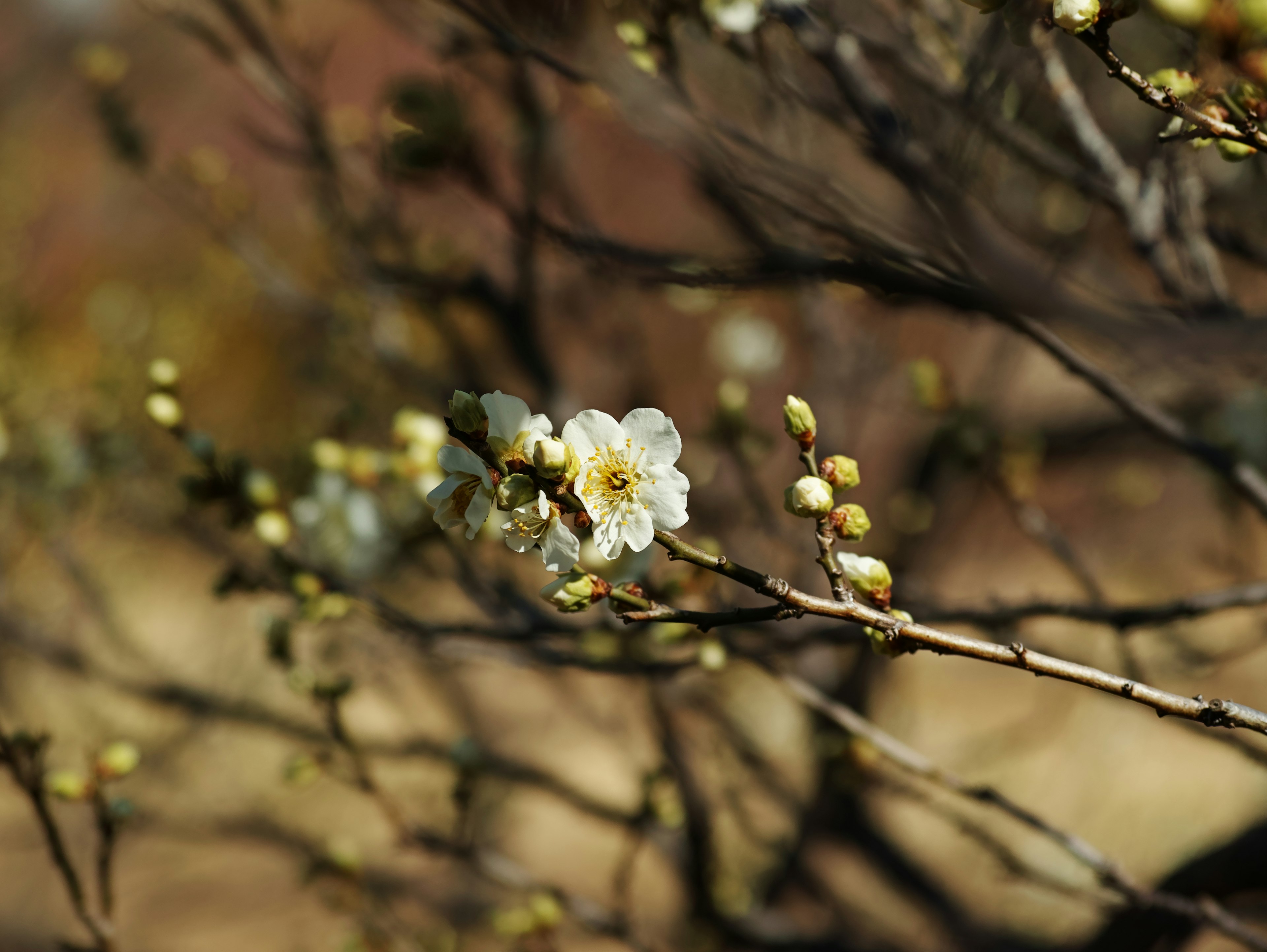 Gros plan d'une branche avec des fleurs blanches et des bourgeons