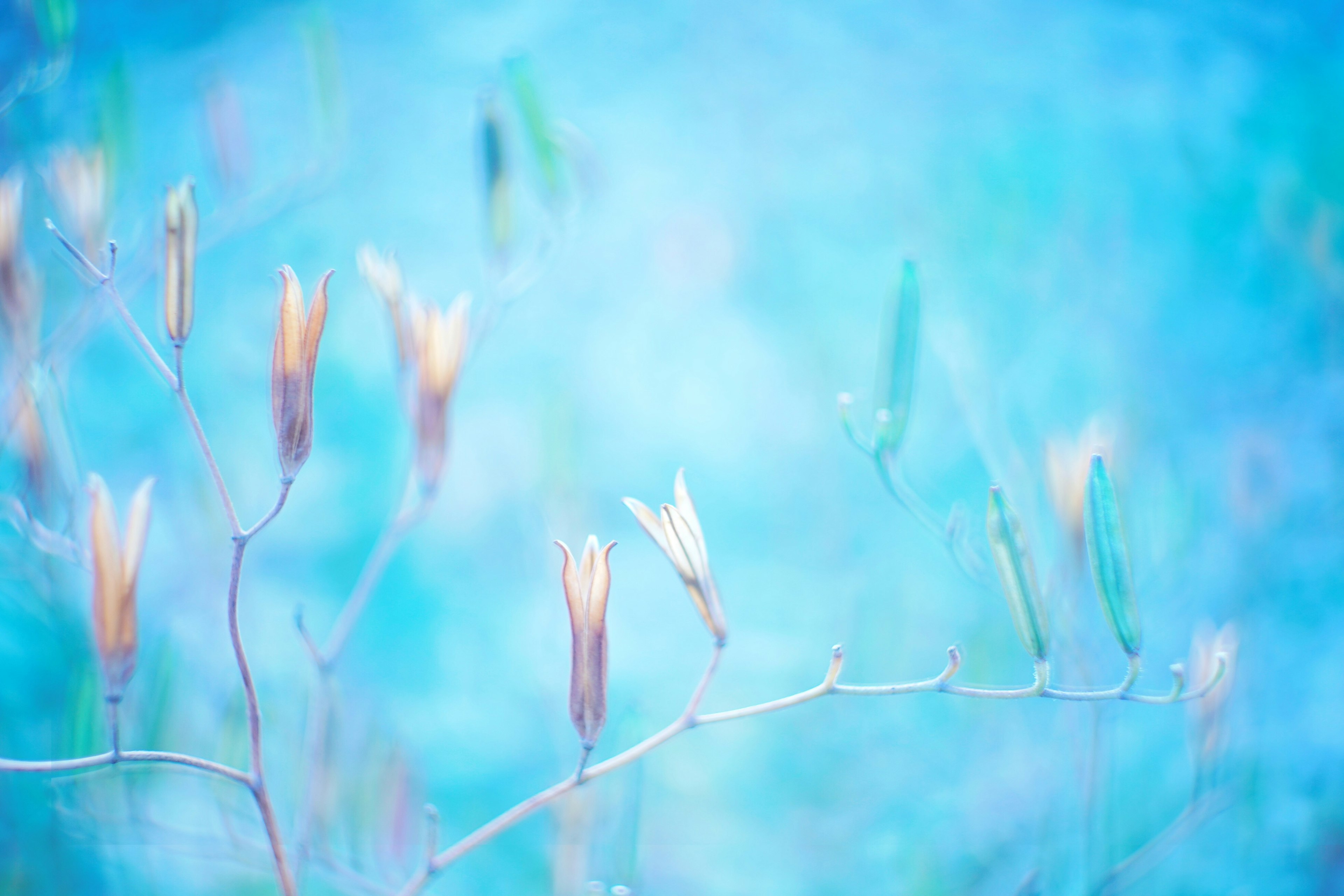 青い背景に薄紫と緑の花の蕾が漂う美しいイメージ