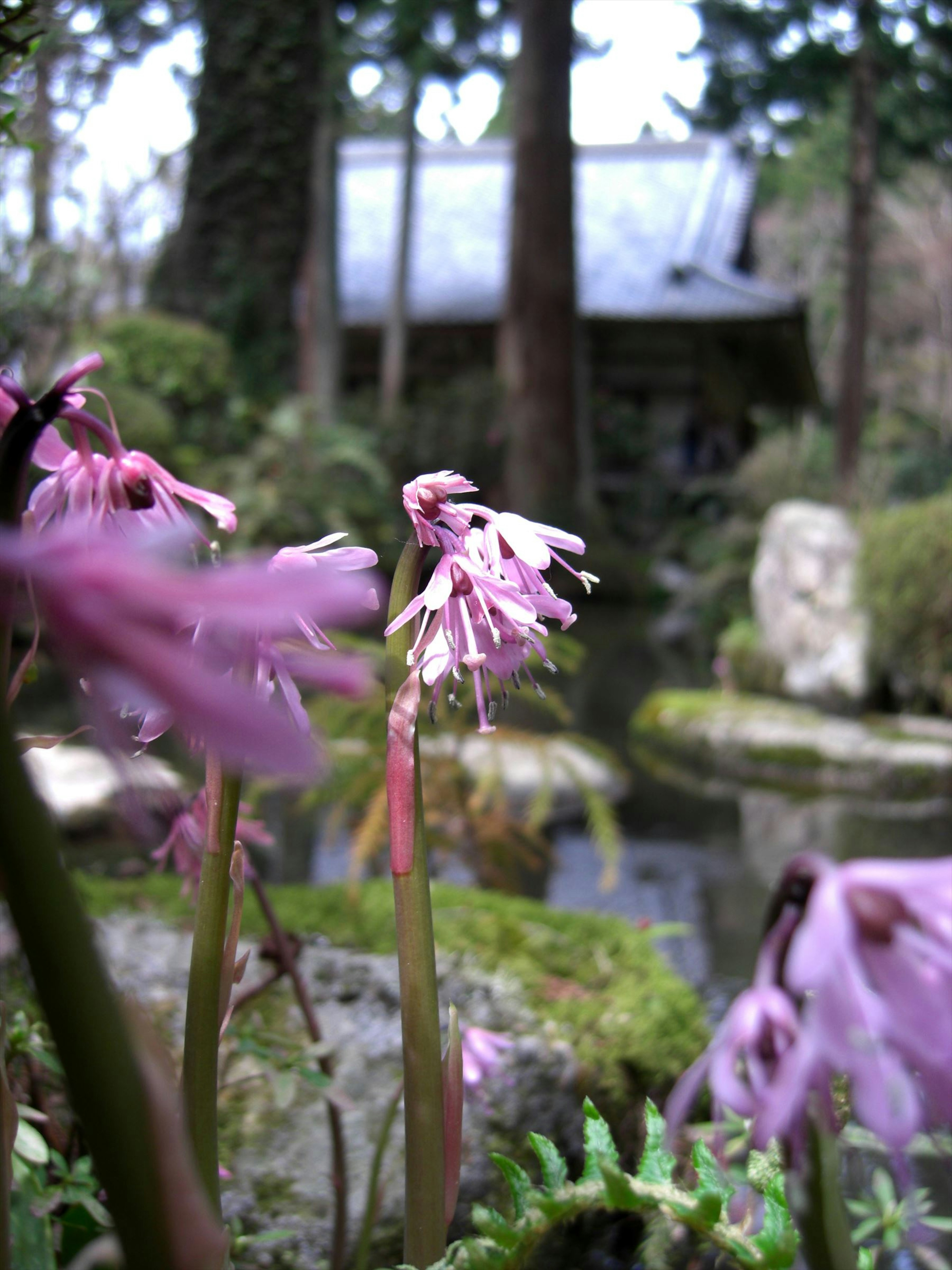 庭の池の近くに咲くピンクの花と小屋の風景