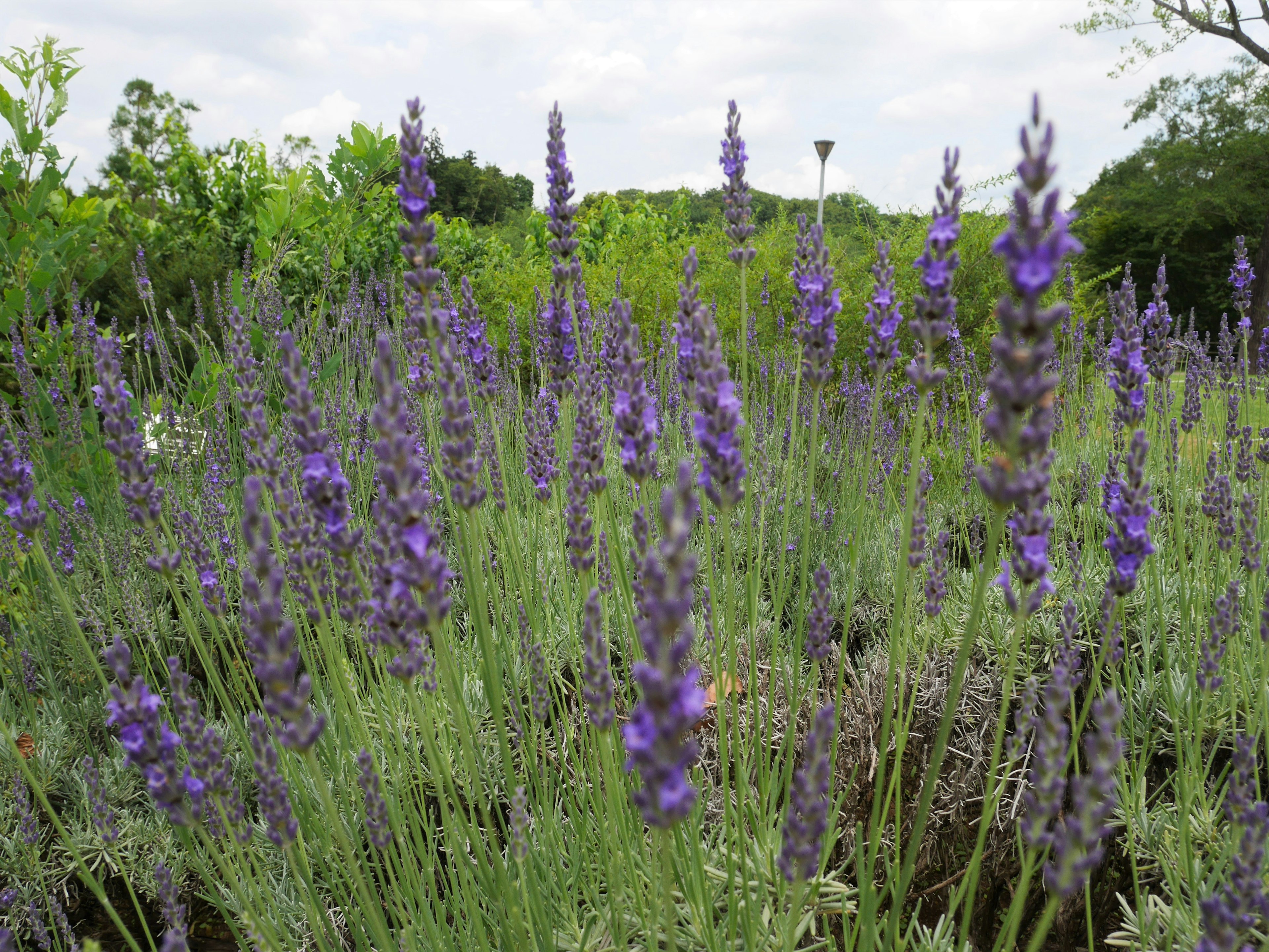 Image de fleurs de lavande en fleurs dans des teintes violettes