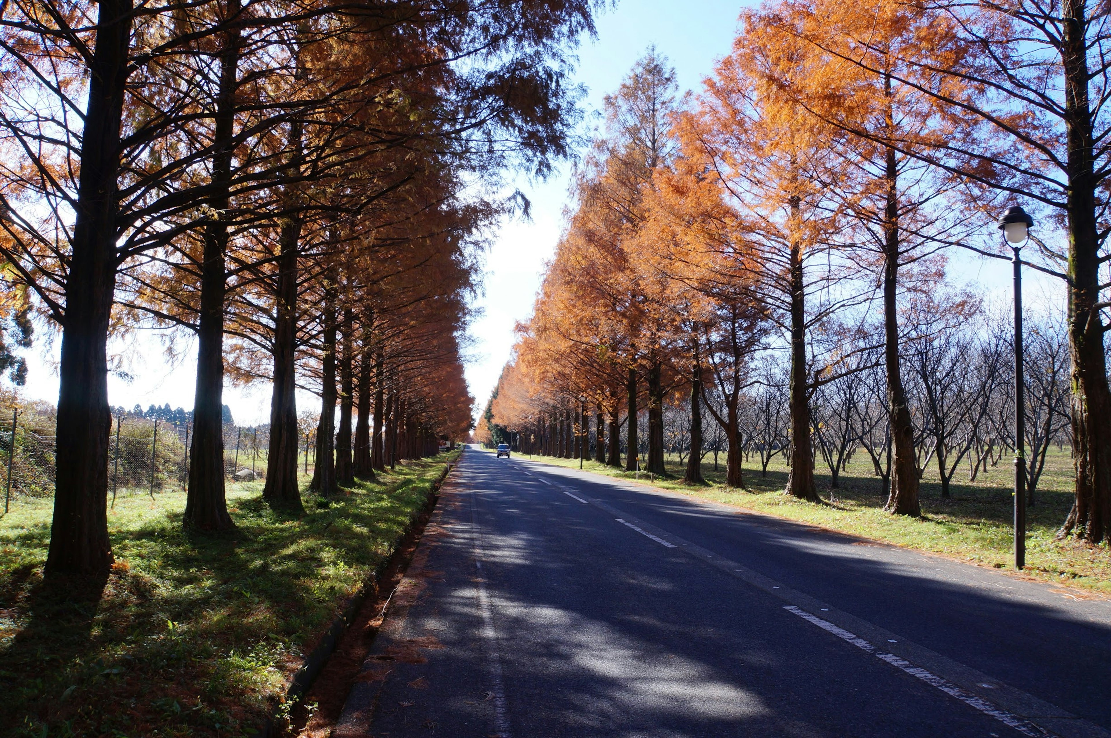 Malersicher Blick auf eine von Bäumen gesäumte Straße mit Herbstlaub