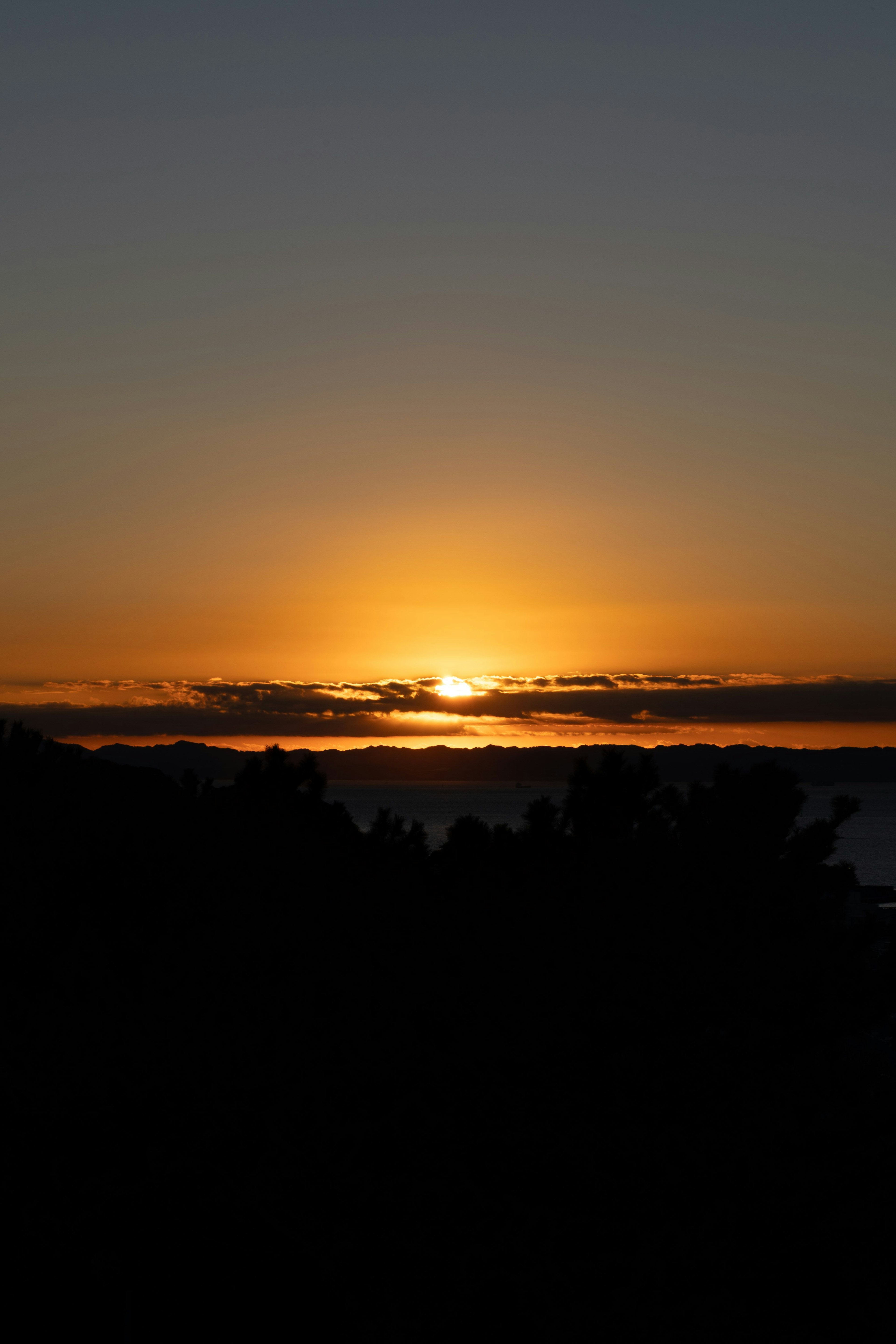夕日が沈む美しい風景 黒いシルエットの木々とオレンジ色の空
