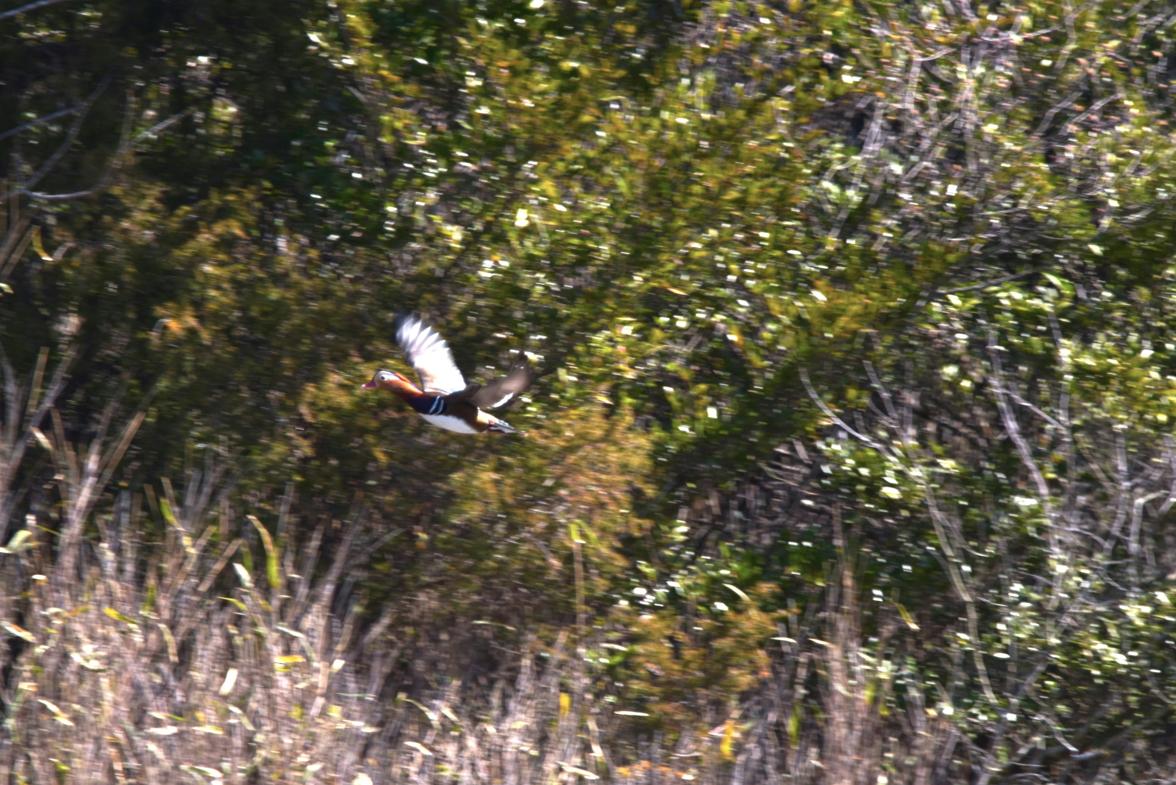 飛んでいる鳥と緑の背景