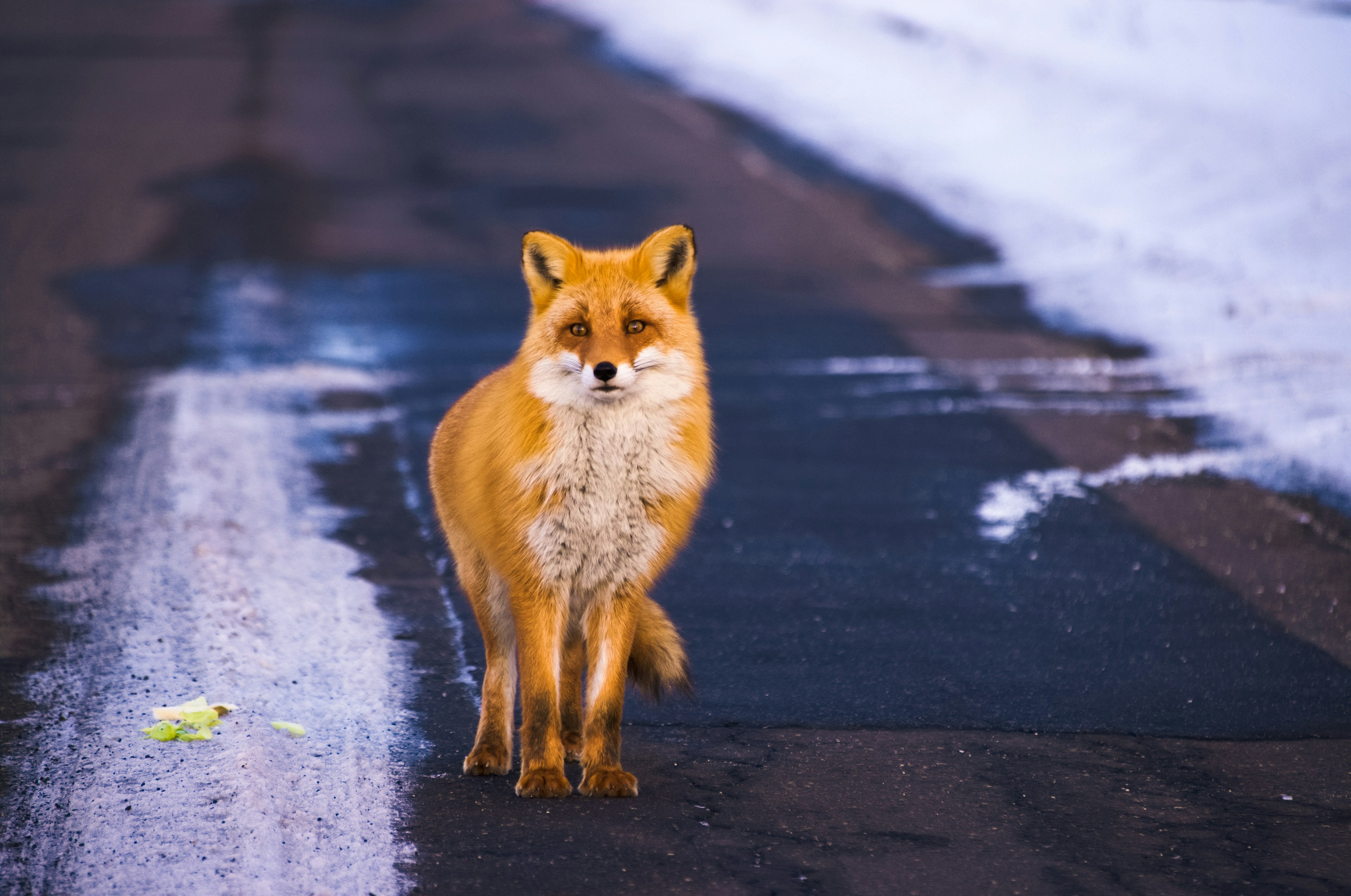 Oranger Fuchs steht auf einer schneebedeckten Straße