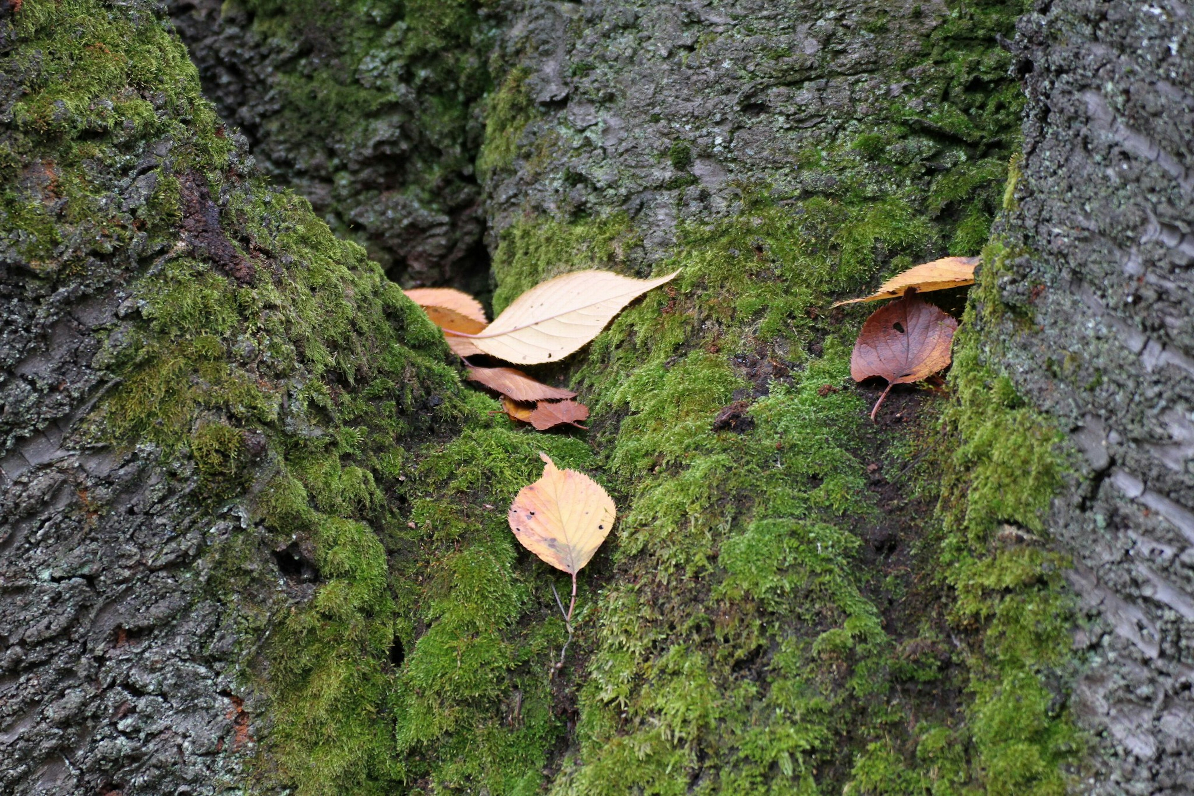 Foglie gialle su muschio verde che copre un tronco d'albero