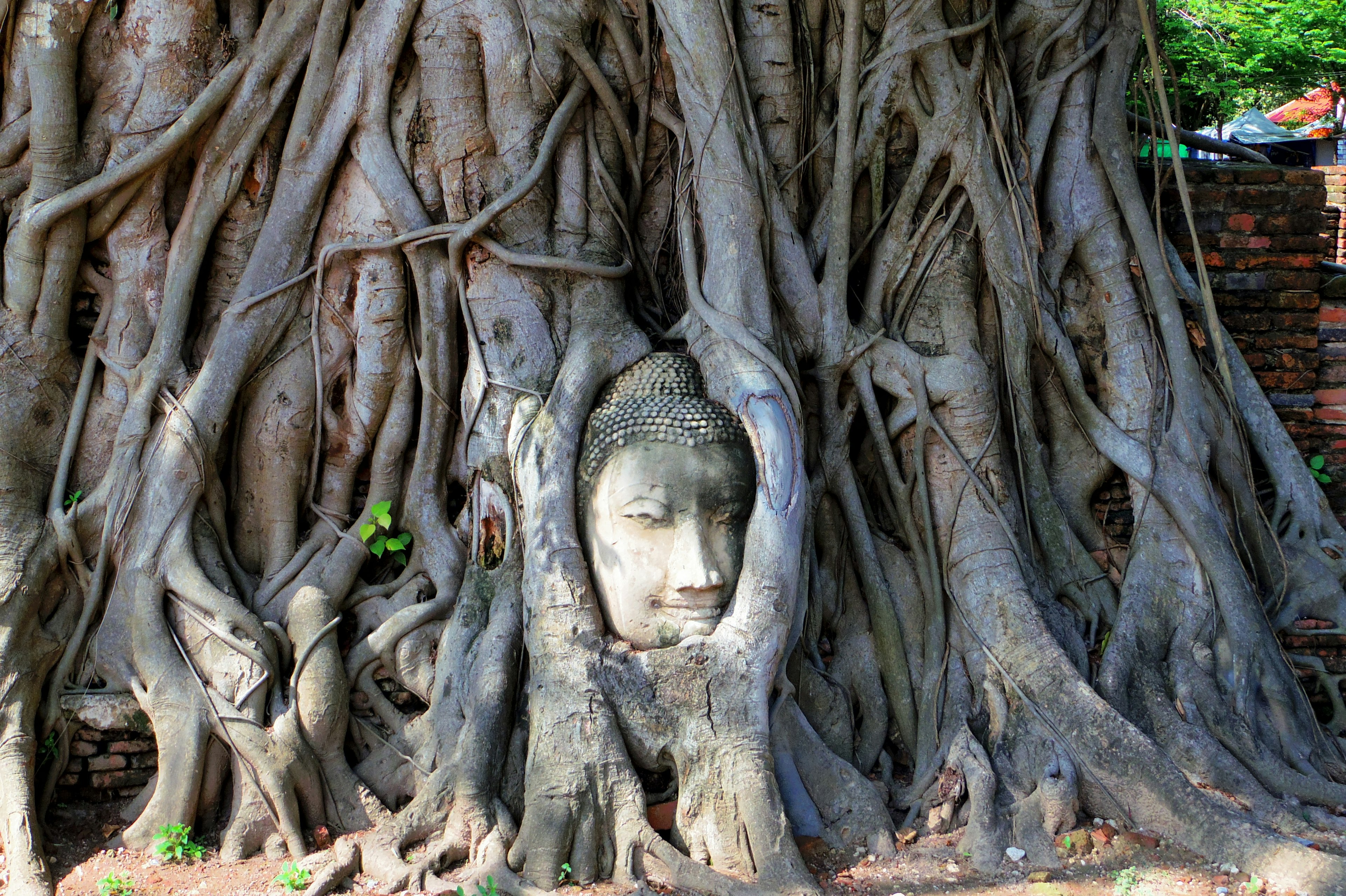 Scultura della testa di Buddha avvolta nelle radici di un albero