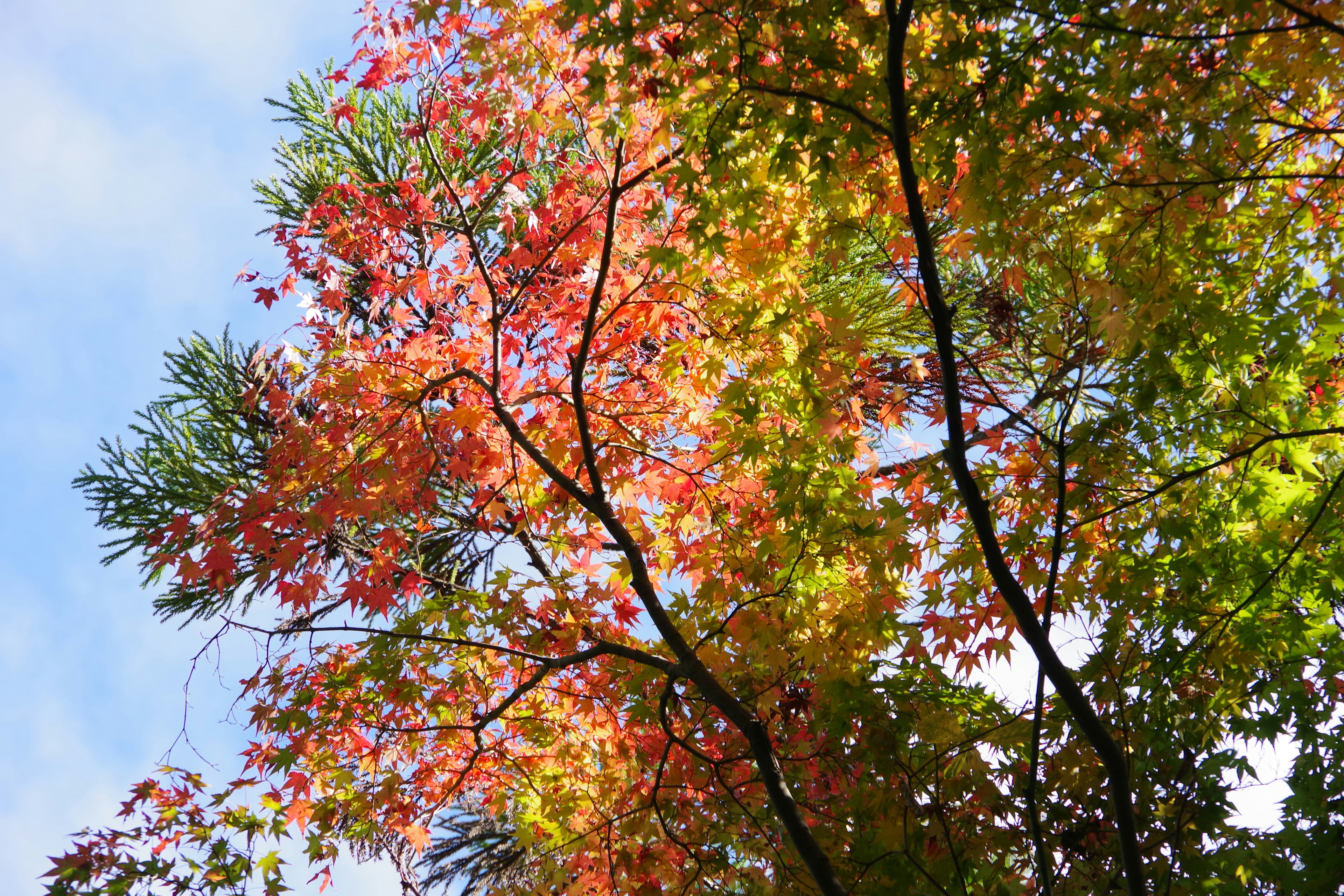 Photo d'arbres avec des feuilles colorées sur fond de ciel bleu