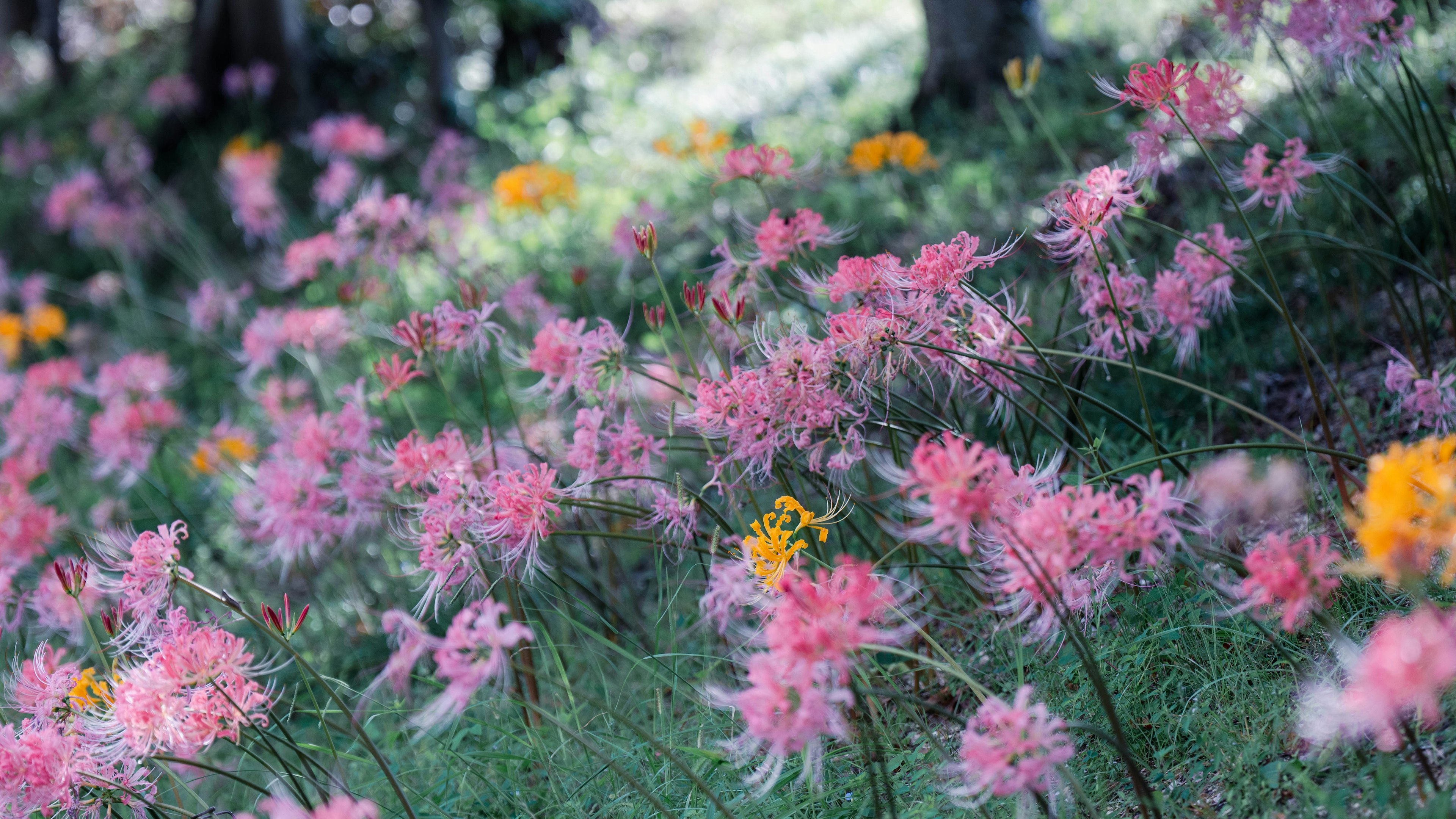 Eine lebendige Wiese voller rosa und gelber Blumen