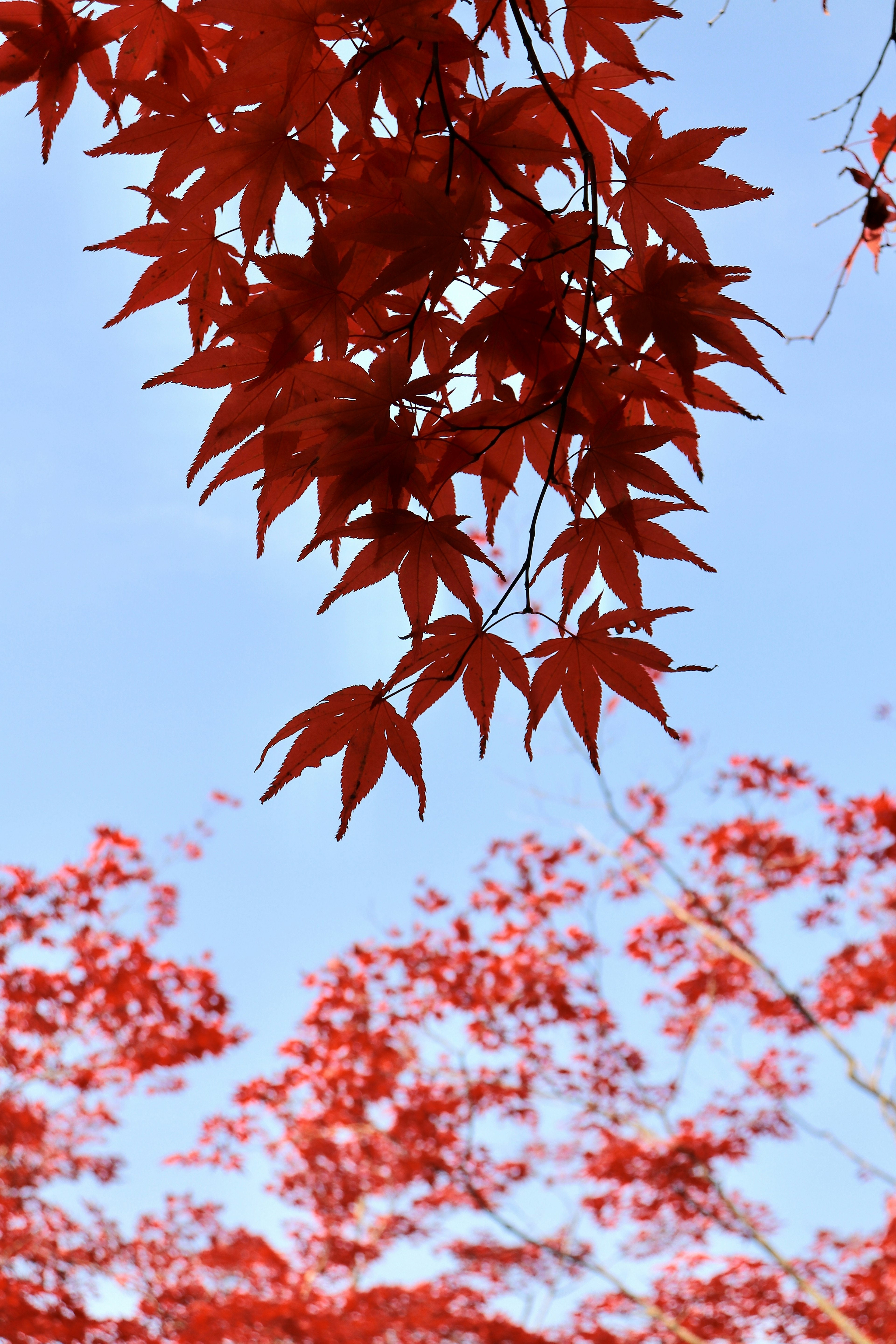 Foglie di acero rosse vivaci contro un cielo blu