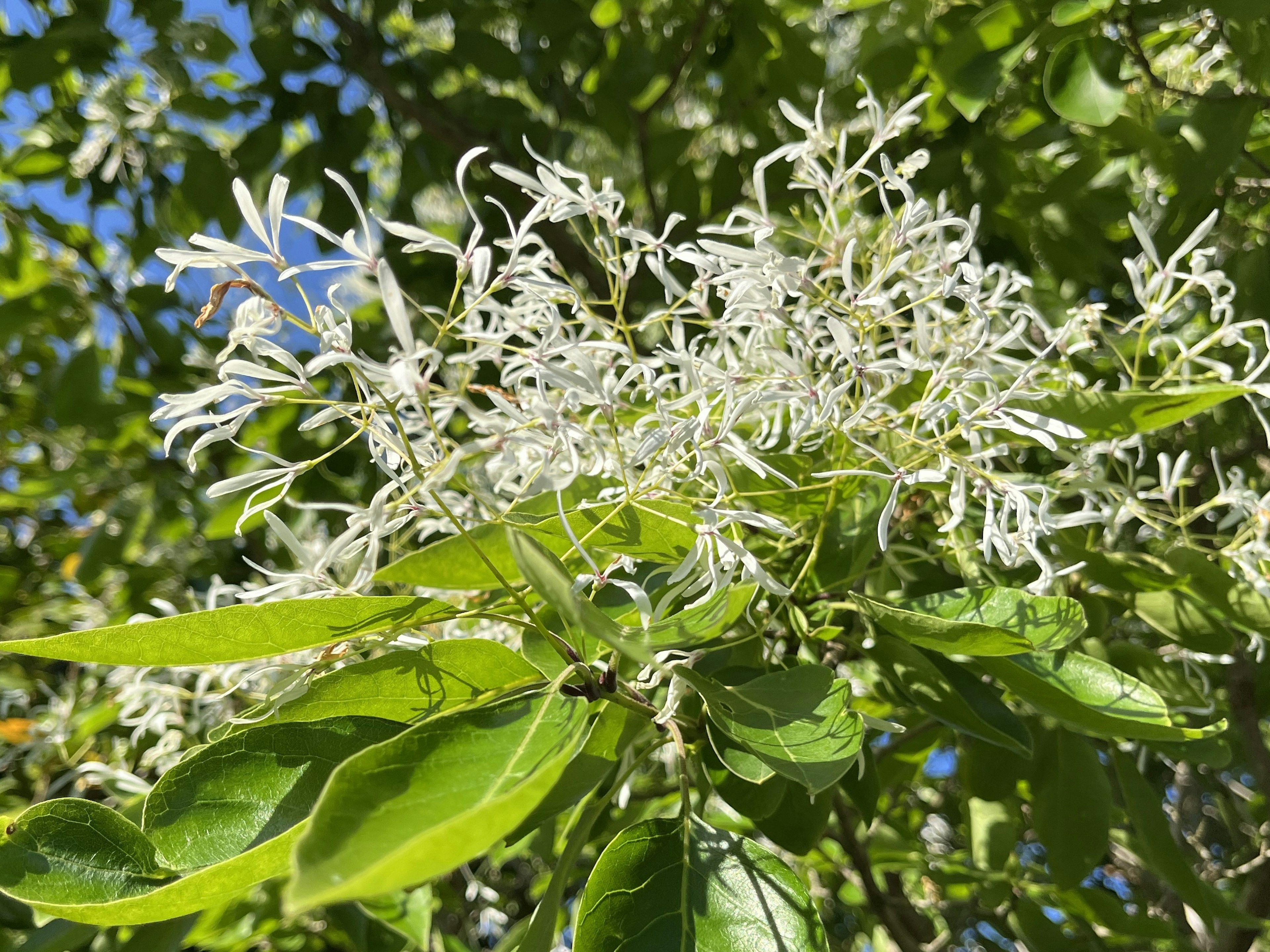 白い花と緑の葉が茂る木の一部