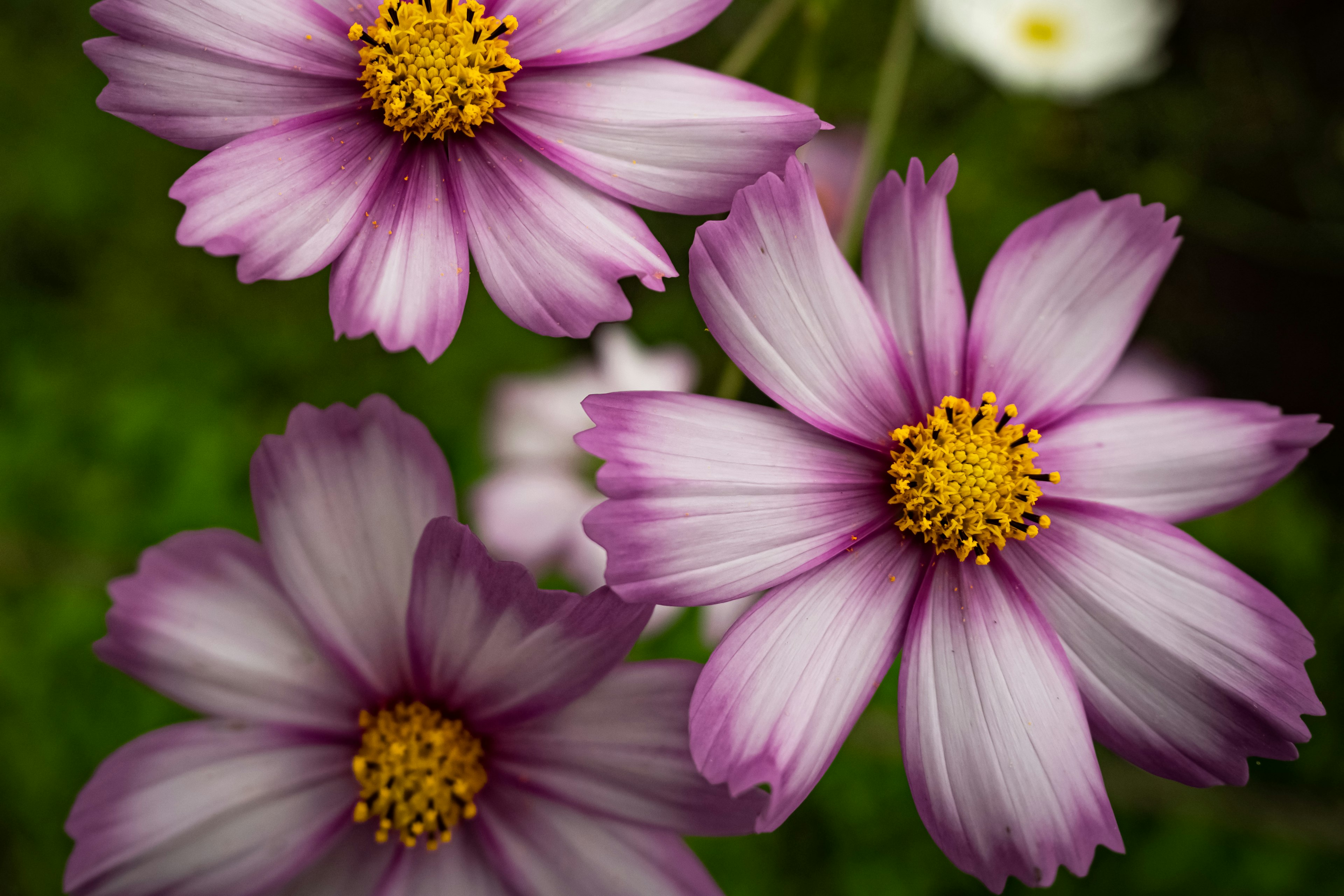 Nahaufnahme von Kosmosblumen mit lila Blütenblättern und gelben Zentren