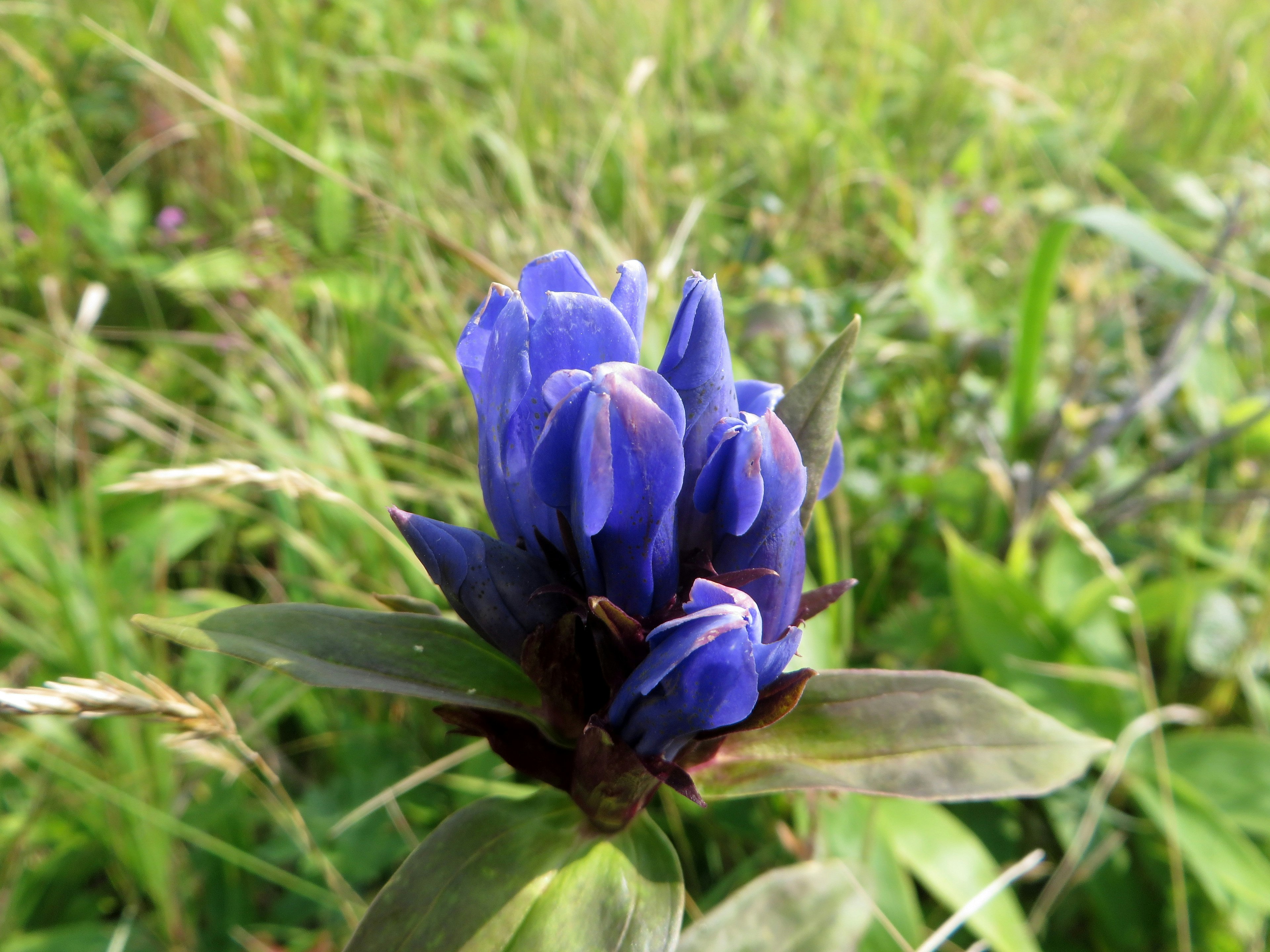 Fiore viola che sboccia in un campo erboso